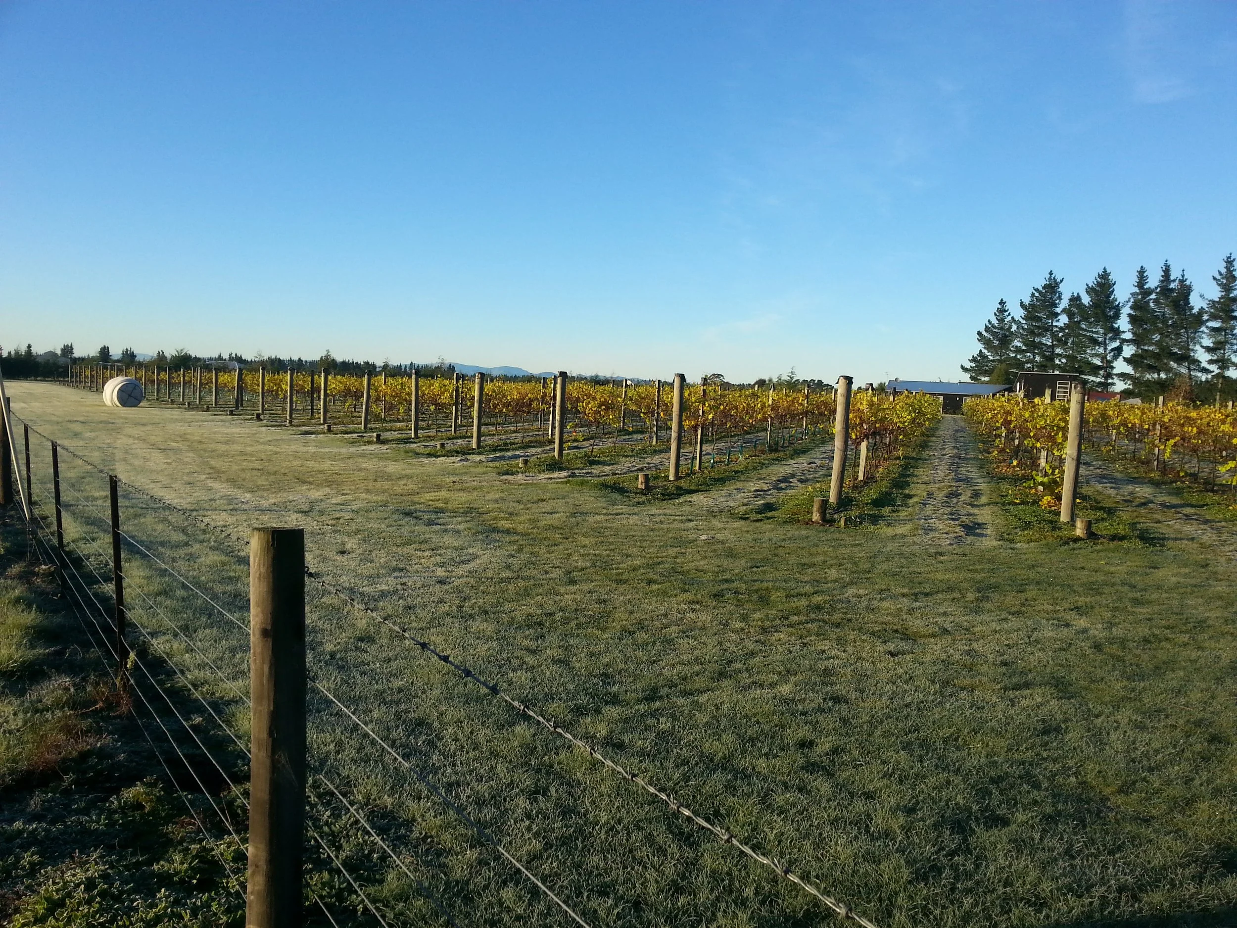 A vineyard with rows of grapevines, a wooden fence with wire, a grassy patch in the foreground, a large white cylindrical object, a small building, and a line of tall pine trees against a clear blue sky.
