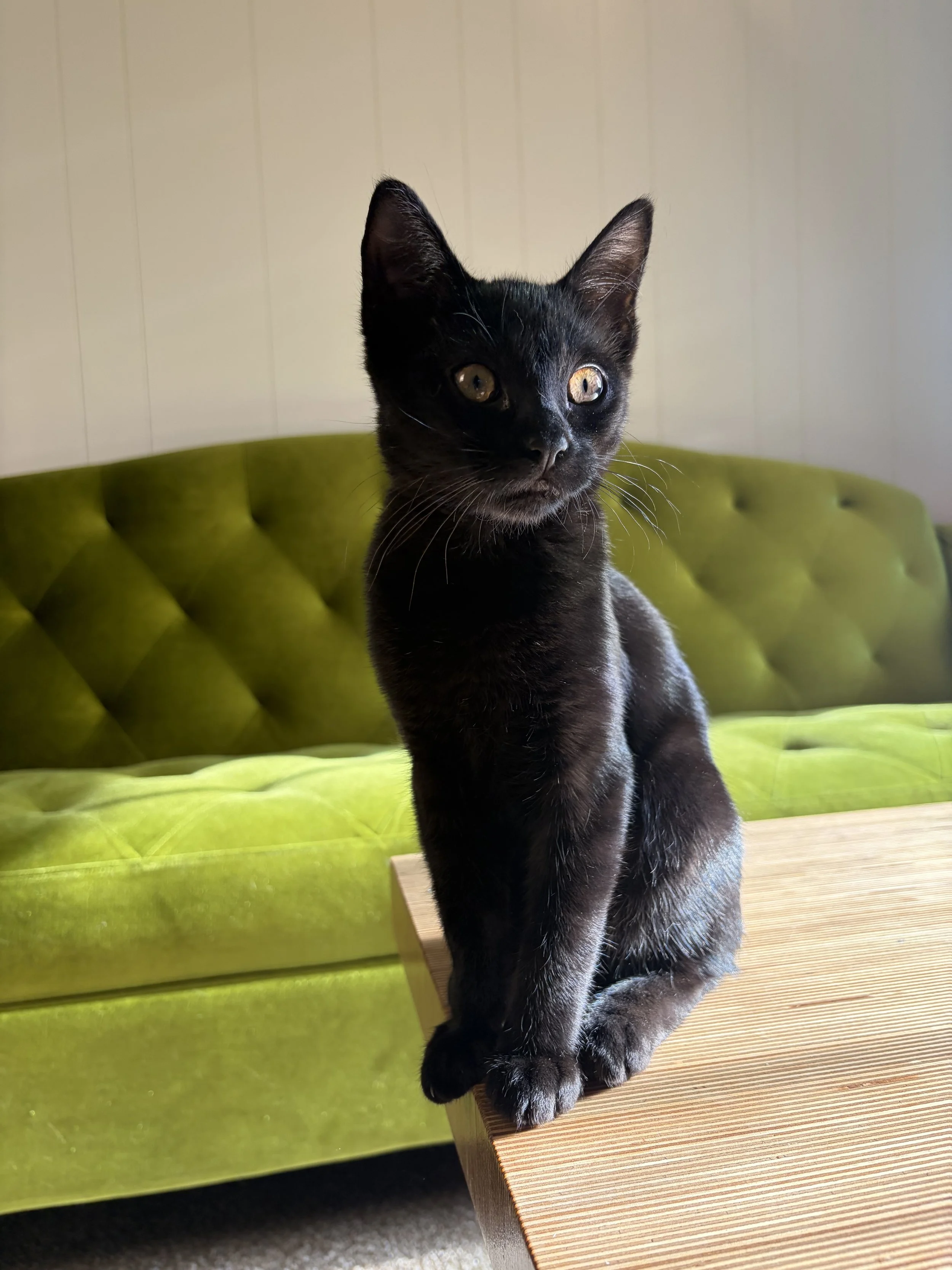 therapycat