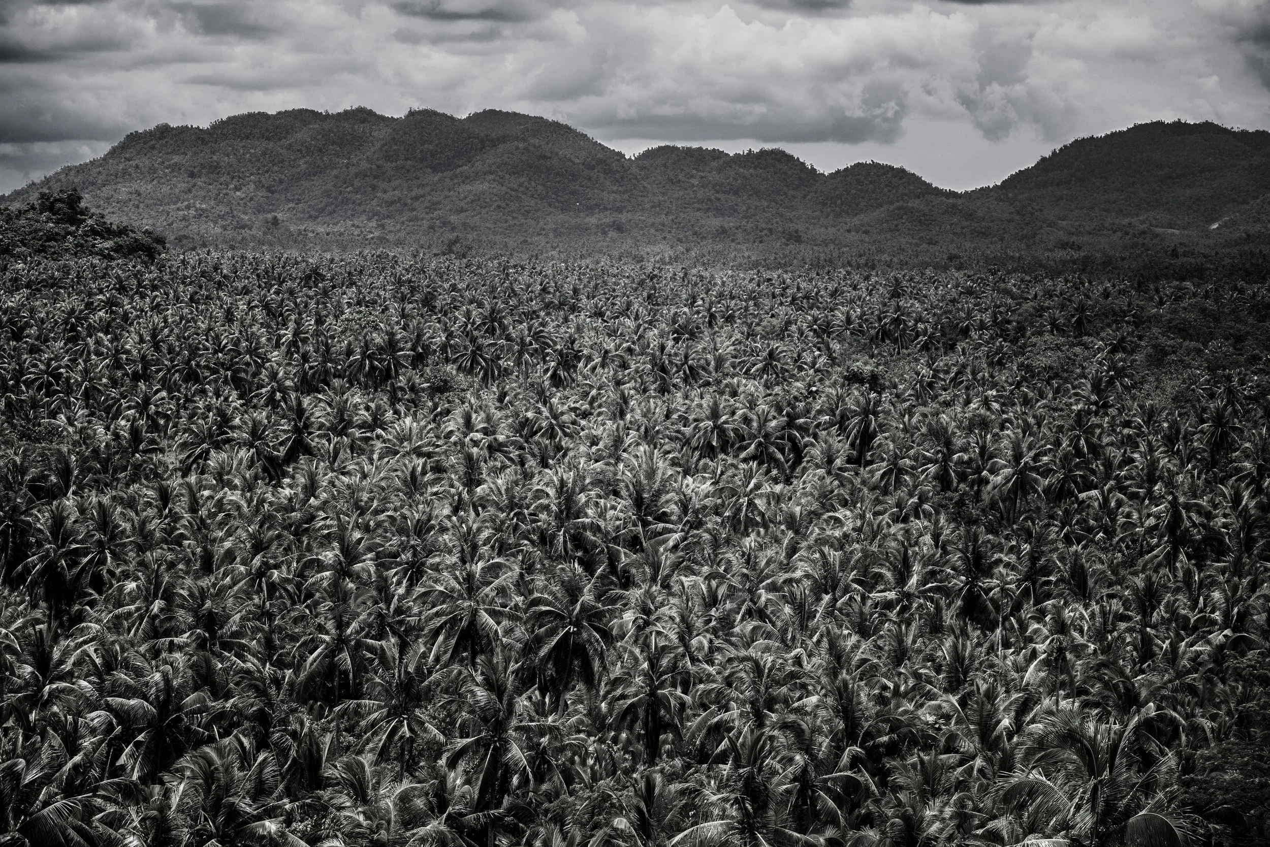 georgiablake.stories1. bwpalms.jpg