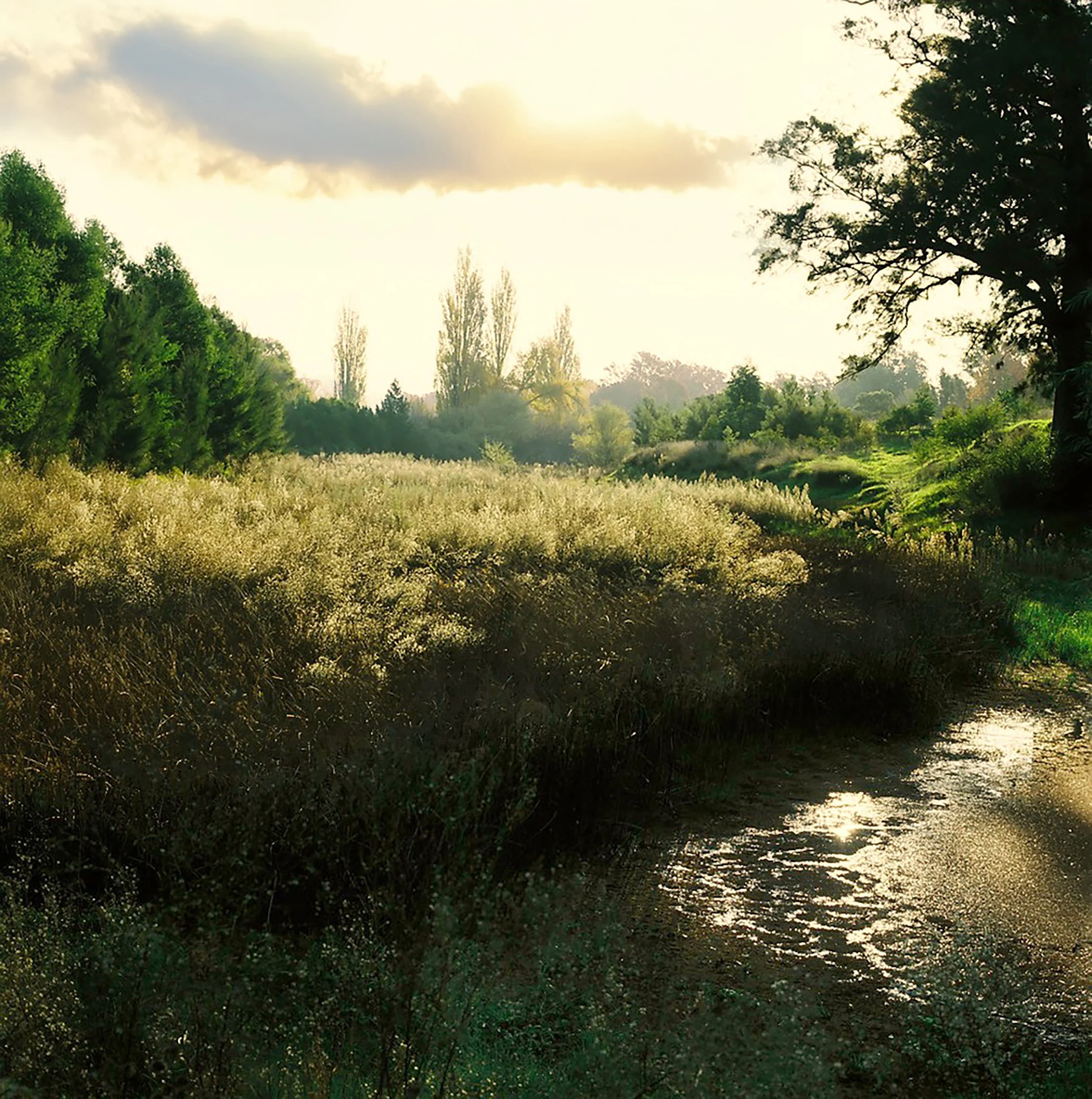 Country
