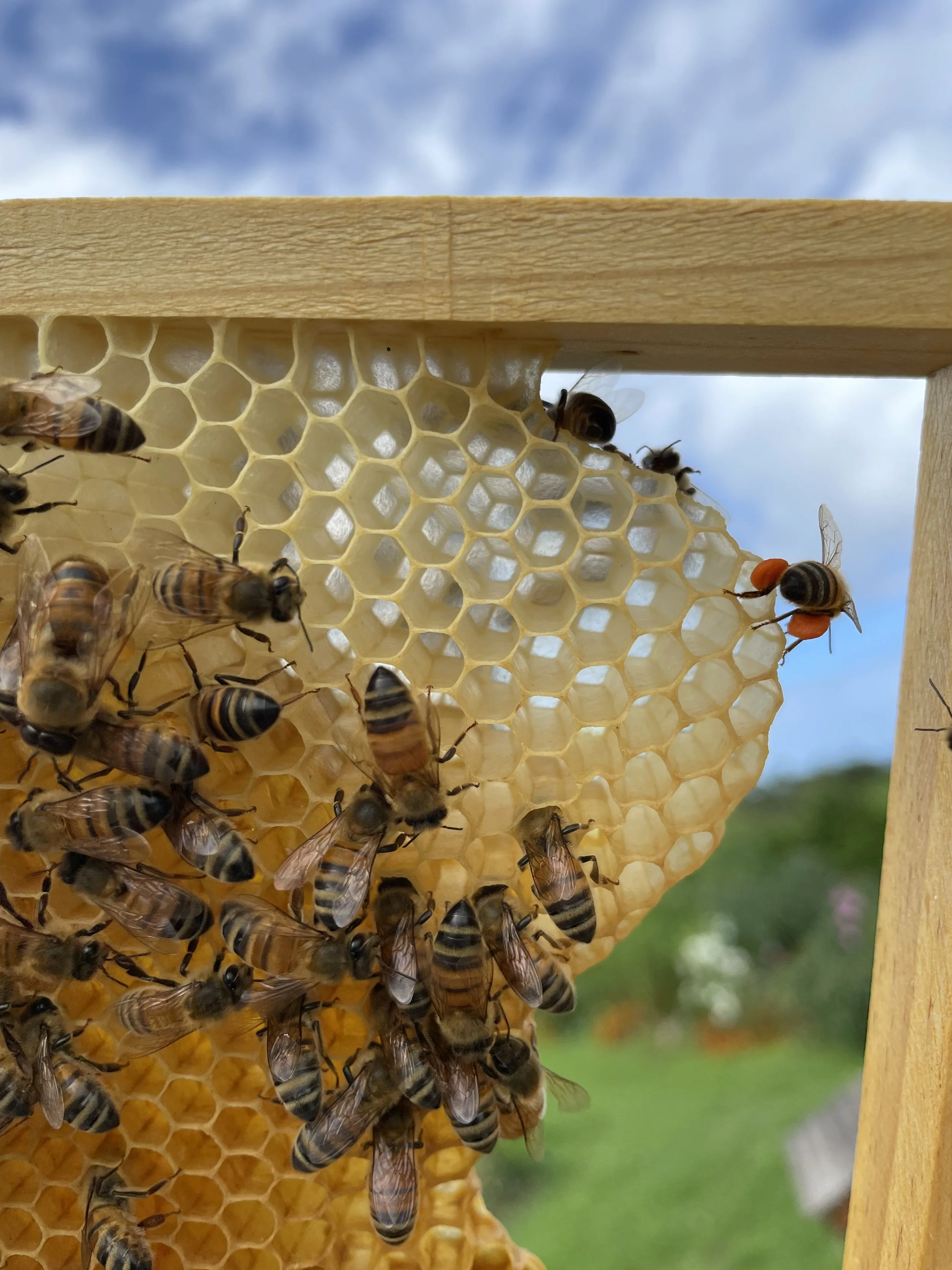 Close-up of a honeycomb with bees working on it, set against a blurred background of blue sky and green trees.