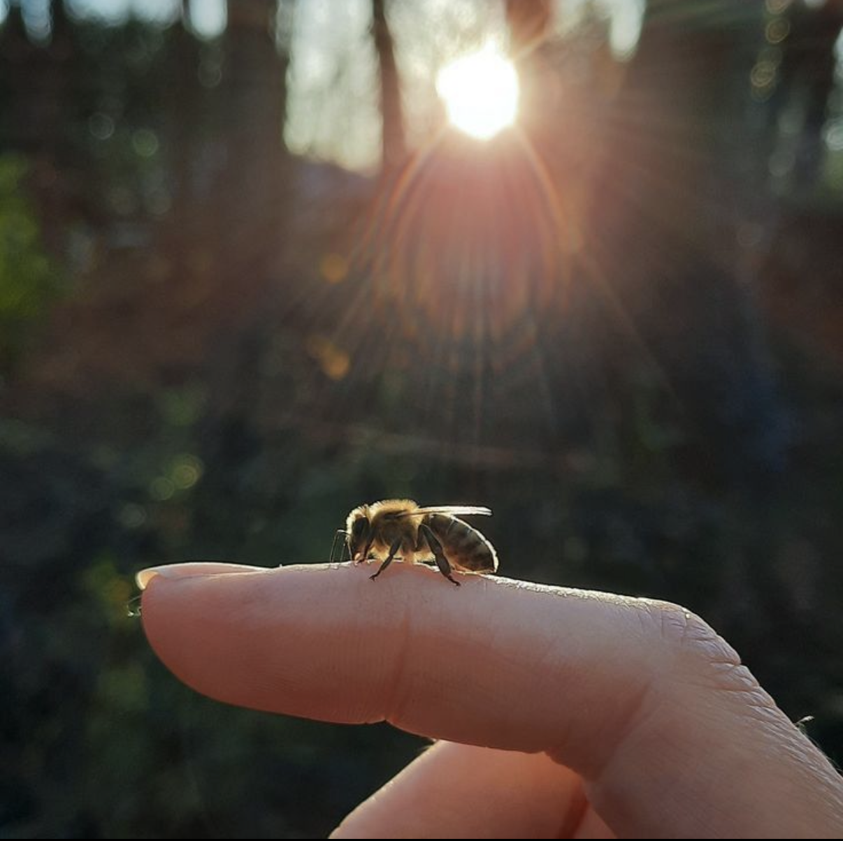 The Bees Come First