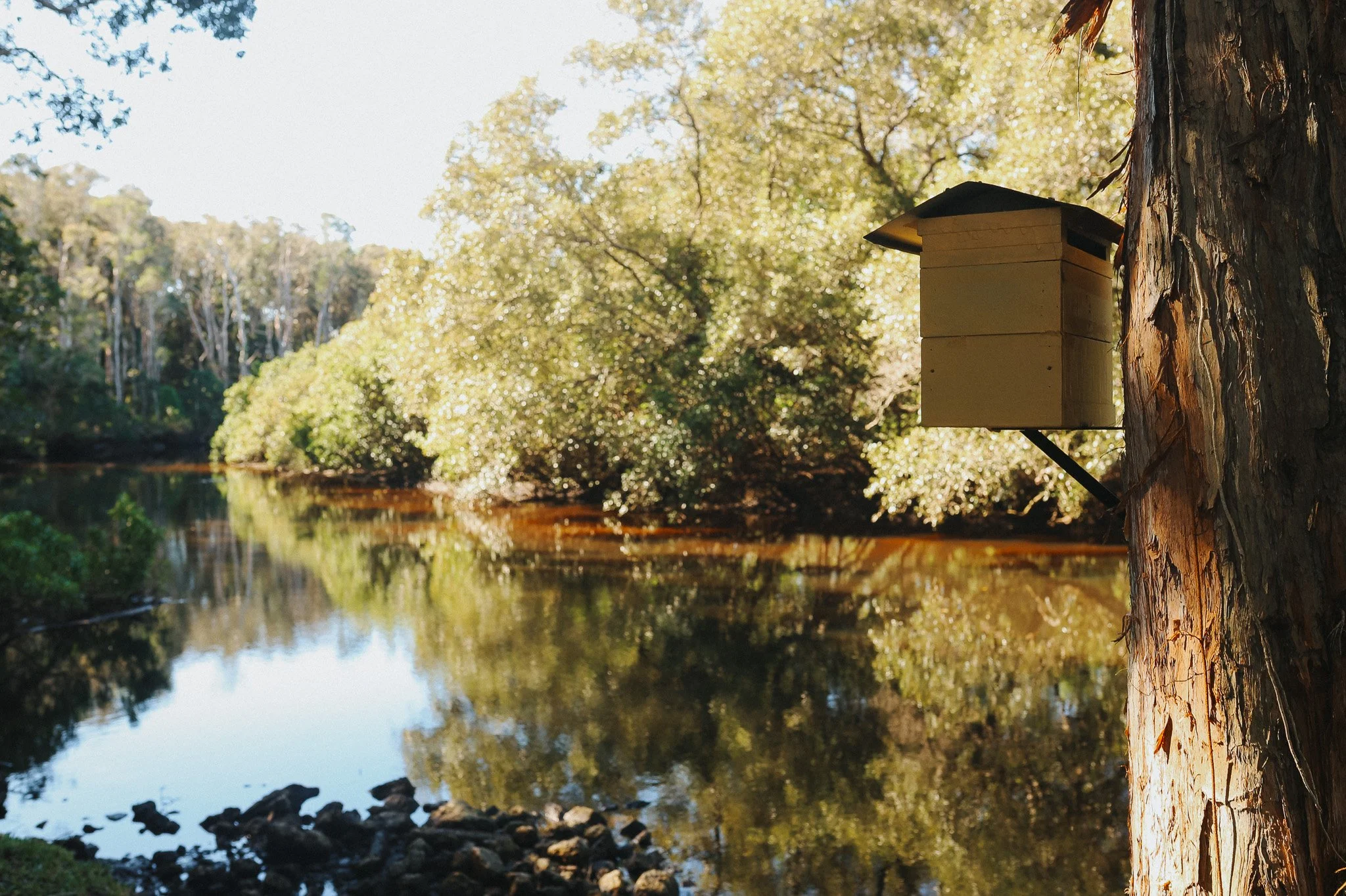 A yellow wooden native bee hive mounted on a tree trunk overlooking the Simpson Creek, Brusnwick Heads, surrounded by lush green trees with sunlight filtering through the leaves.