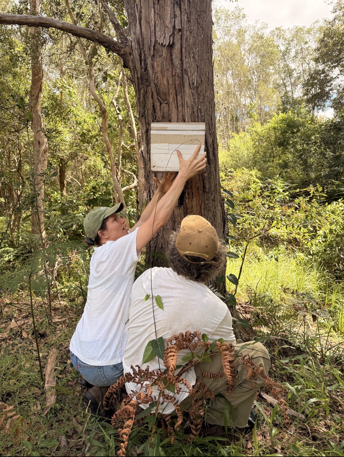 Two people working together to install a native bee hive on a tree in a forest, one person is holding the device while the other is supporting it. There is dense greenery around them.