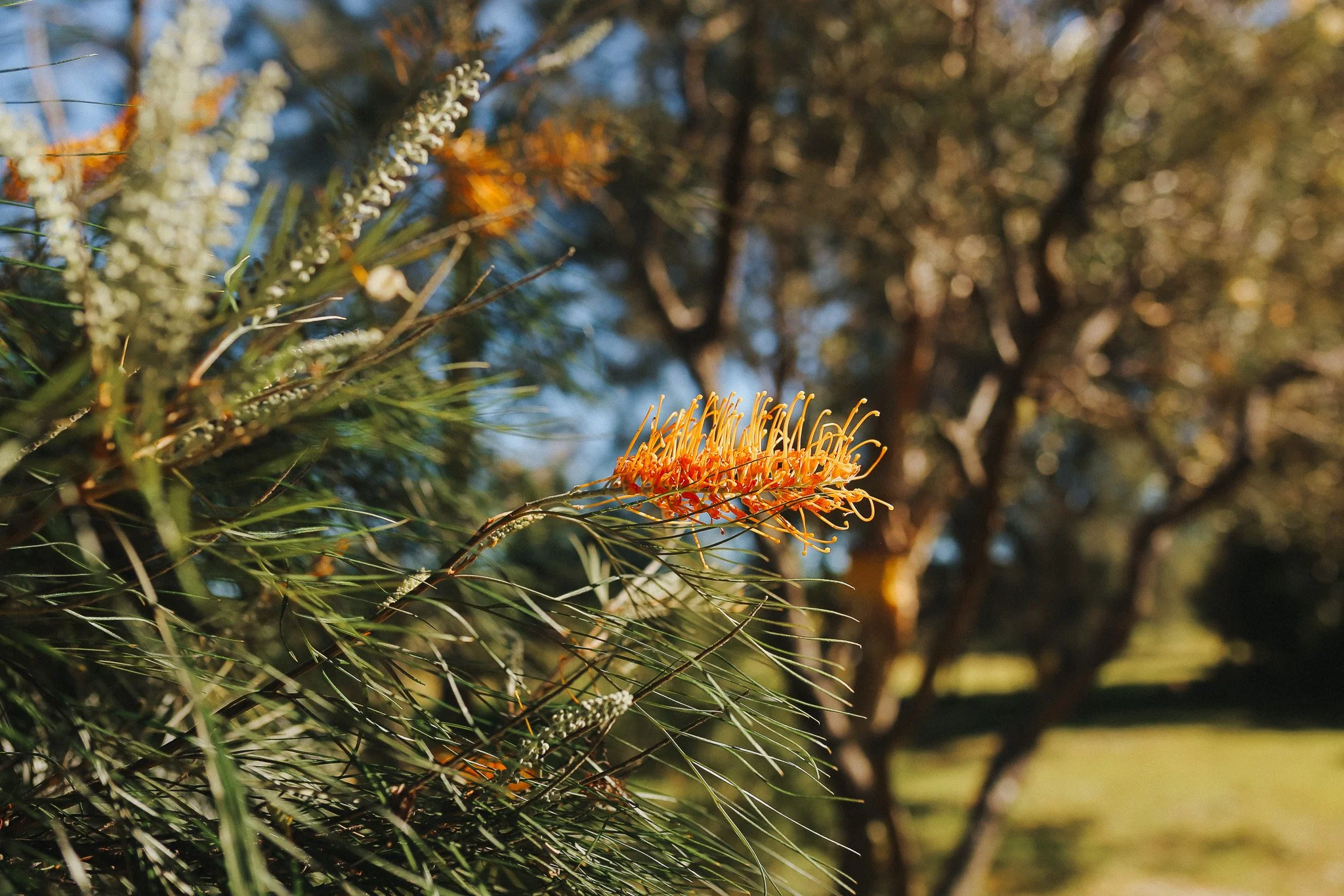 Close-up of orange and yellow flowers on green shrubbery with blurred trees in the background.