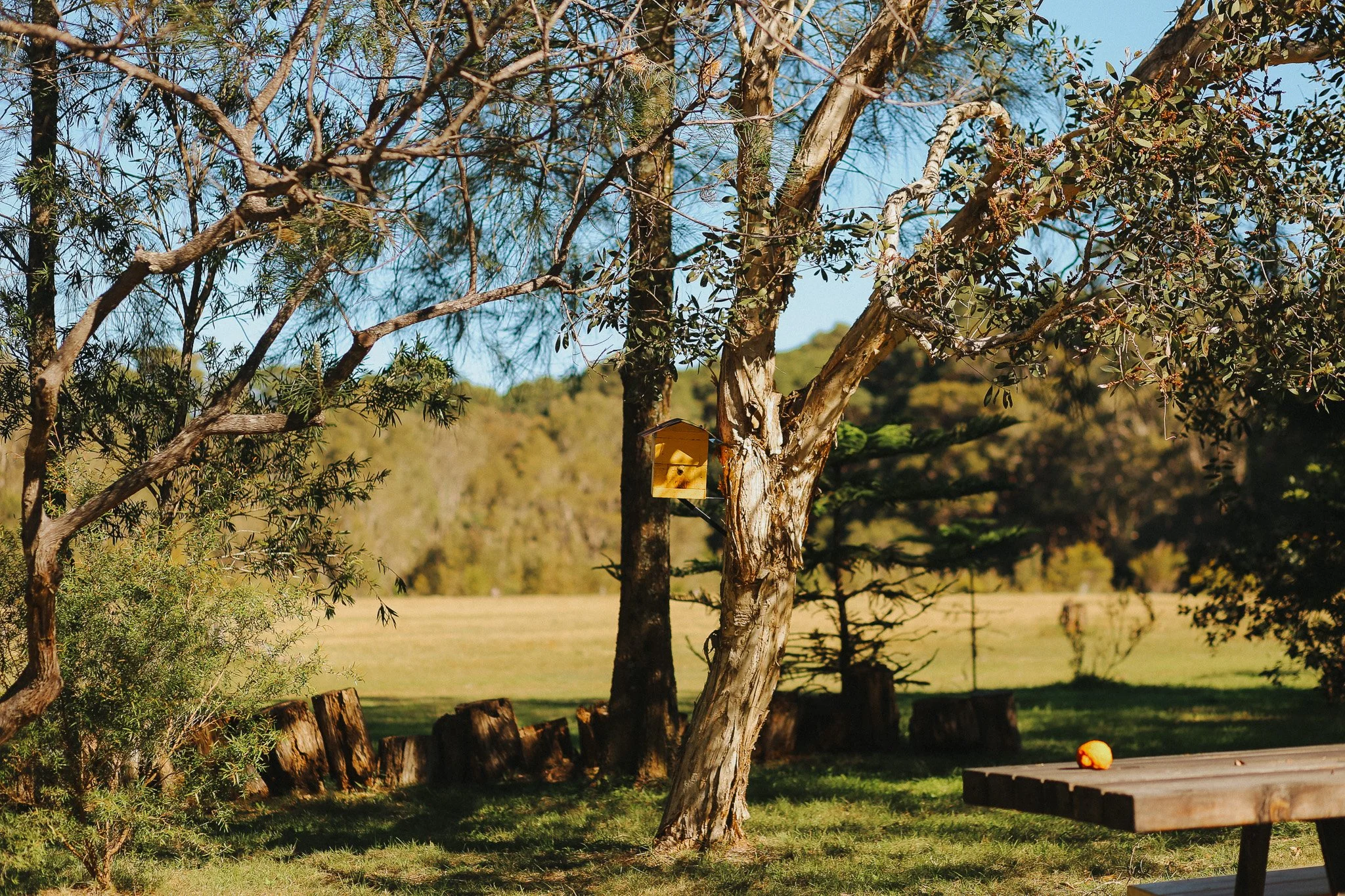 A large tree with sparse leaves and branches, with a small yellow Native beehi hanging from a branch, and a wooden platform with an orange pumpkin on top in the foreground. The background features open fields and distant hills under a clear blue sky.