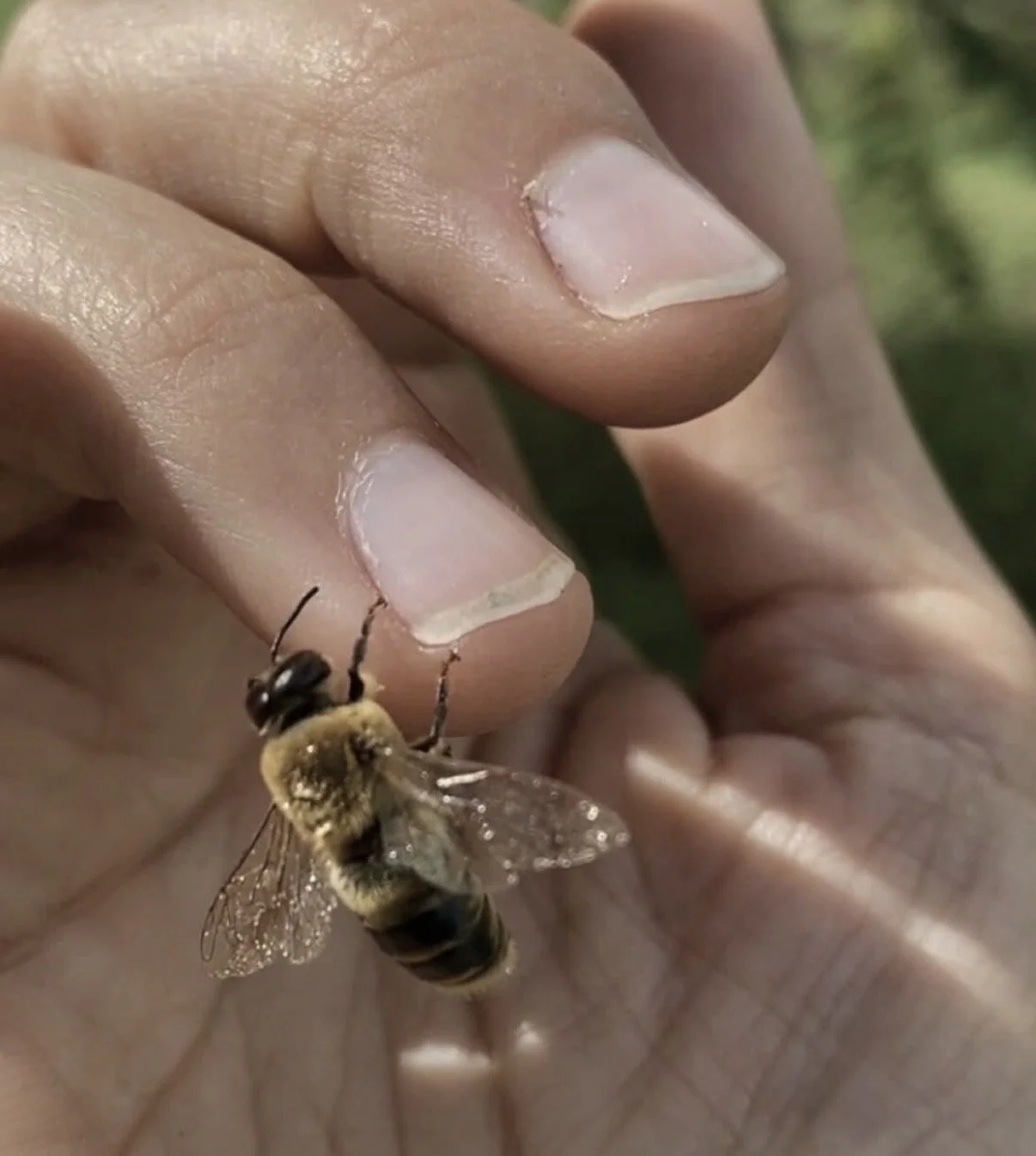 Close-up of a person's hand holding a honeybee near their fingernail, with a natural green background.