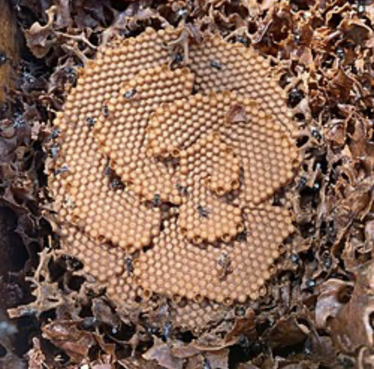 A hive of Tetragonula Carbonaria Australian Native Bees with honeycomb frames among brown dried leaves.