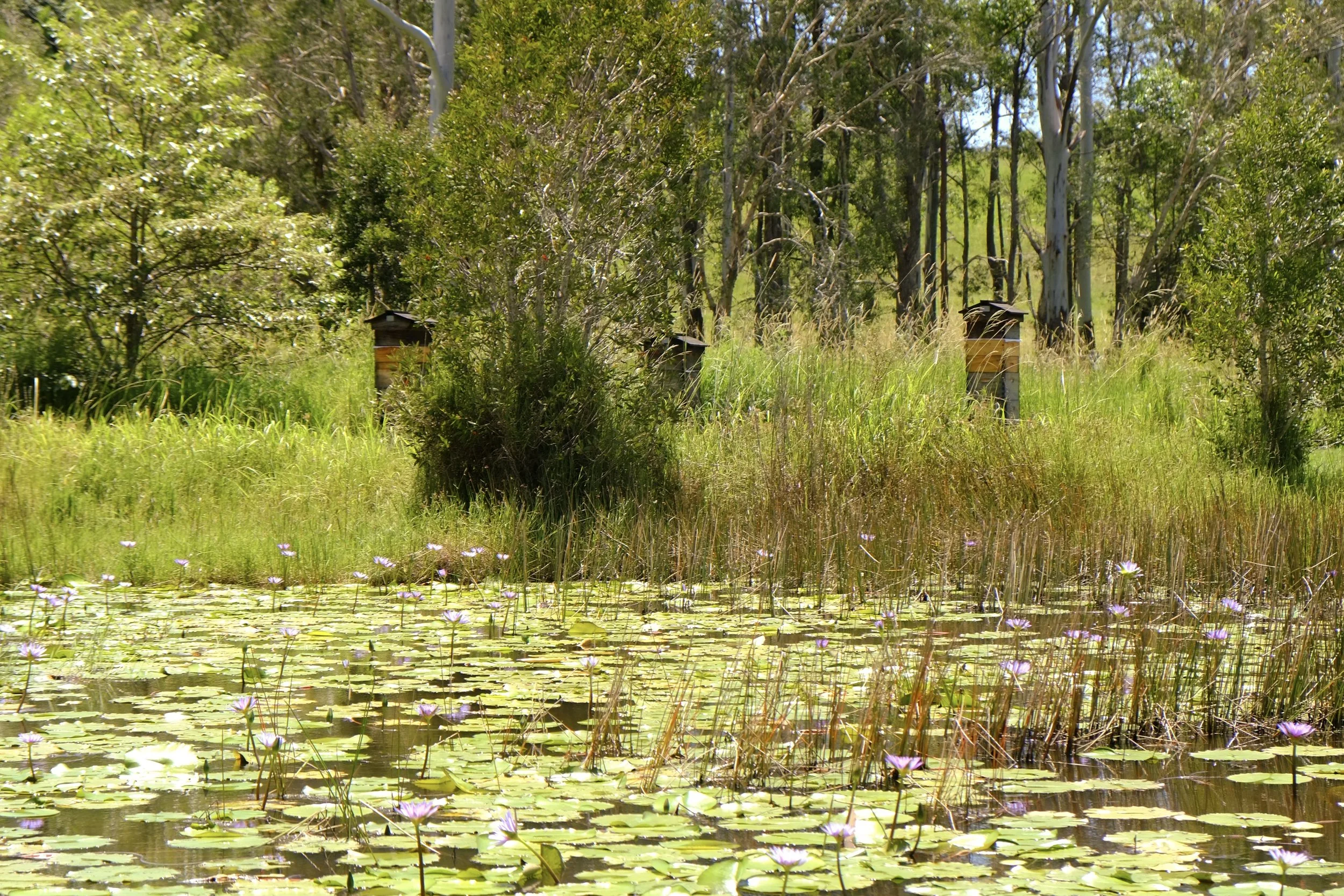 A peaceful pond covered with Native Blue Lotus's, surrounded by green trees and tall grasses, with a few bee hives along the shore.