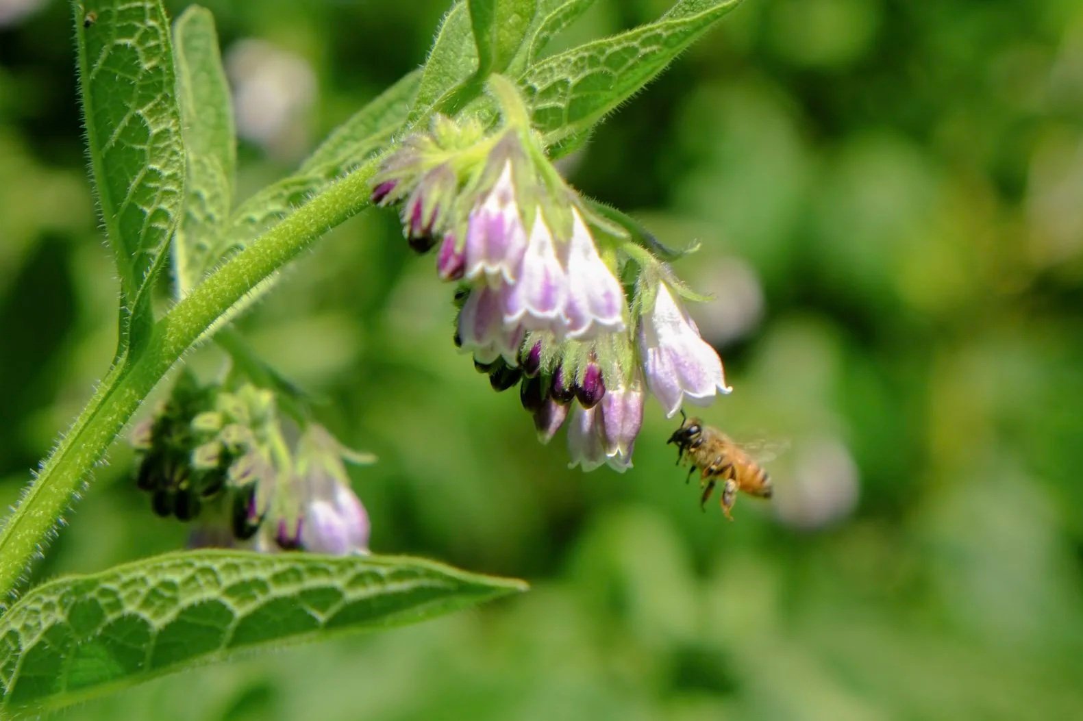 Close-up of a bee flying near purple and white flowers on a green plant.