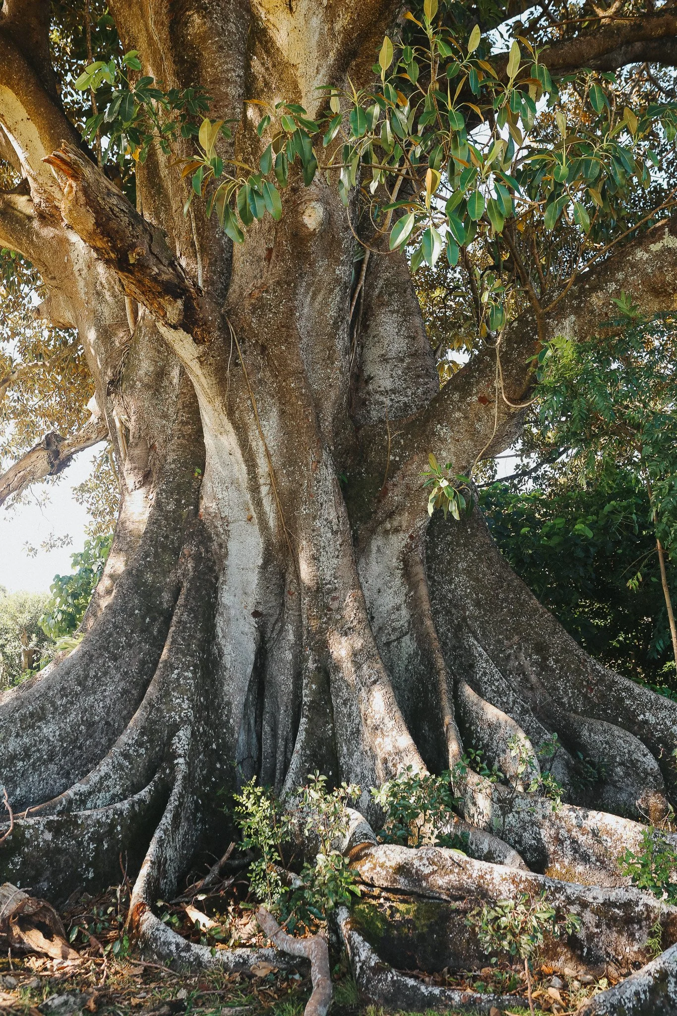 The large, old Grandmother Fig Tree with a thick, textured trunk and expansive roots spreading across the ground. The tree has numerous green leaves and appears to be in a natural outdoor setting.
