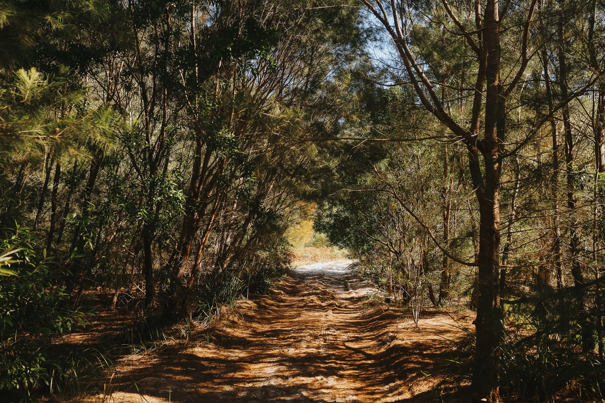 A sandy trail through a dense forest of trees with sunlight filtering through the leaves.