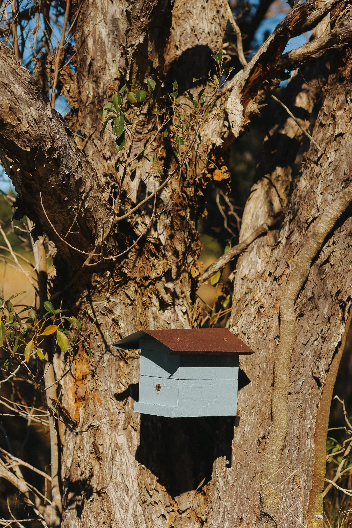 A blue native beehive with a brown roof mounted on a tree trunk surrounded by branches and green leaves.