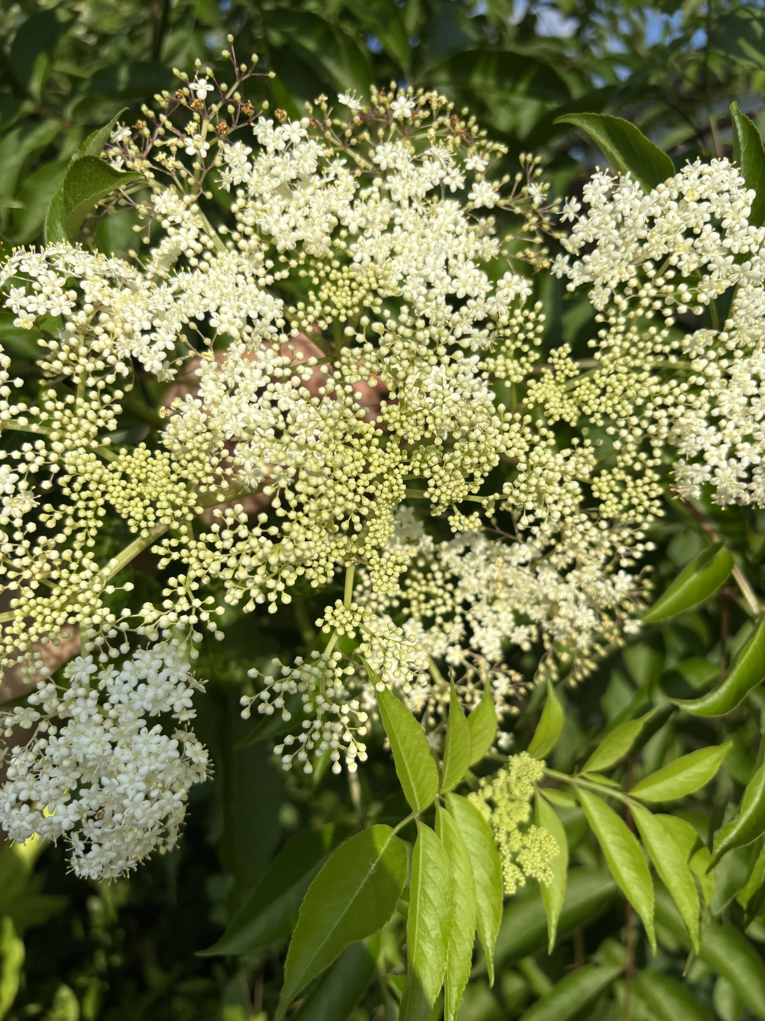 IMG_5101.jpeg