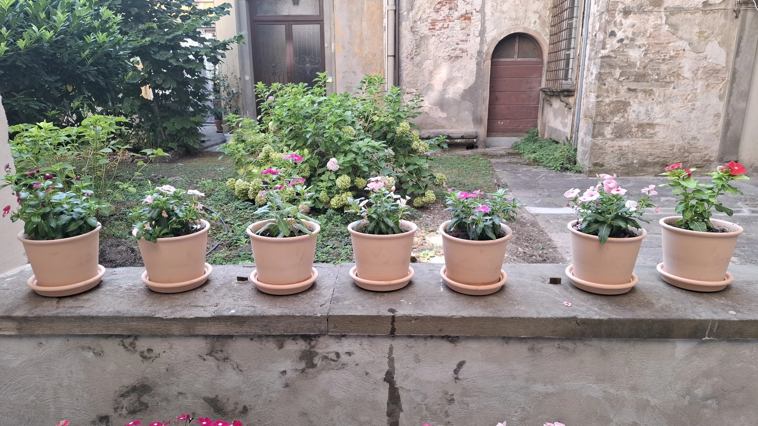 plants.jpeg