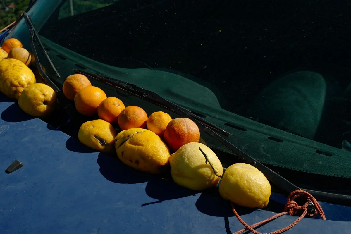 citronAmalfi.jpg
