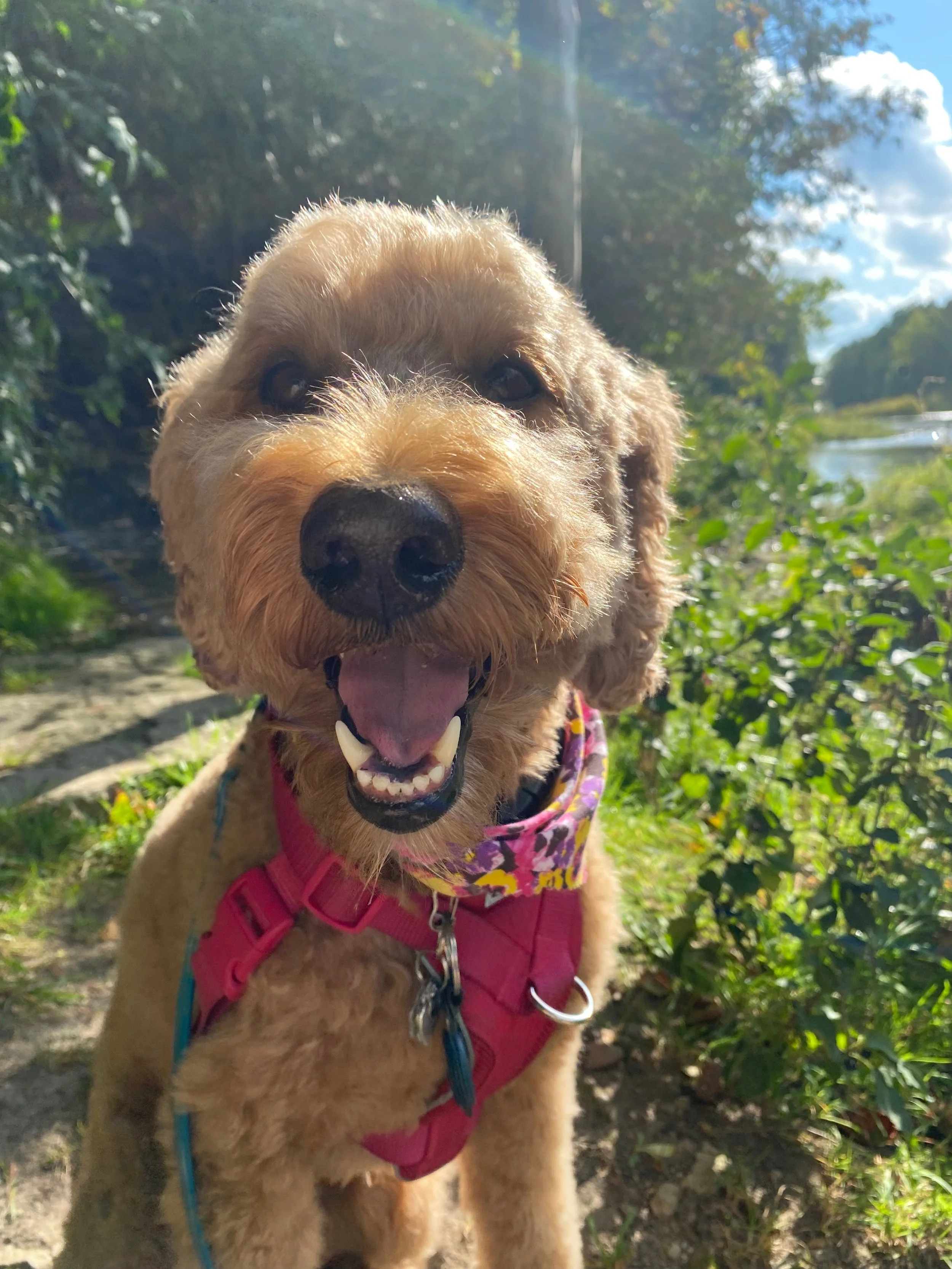A happy golden retriever dog with curly fur, wearing a pink harness and colorful bandana, outdoors near a river with greenery and trees, on a clear sunny day.
