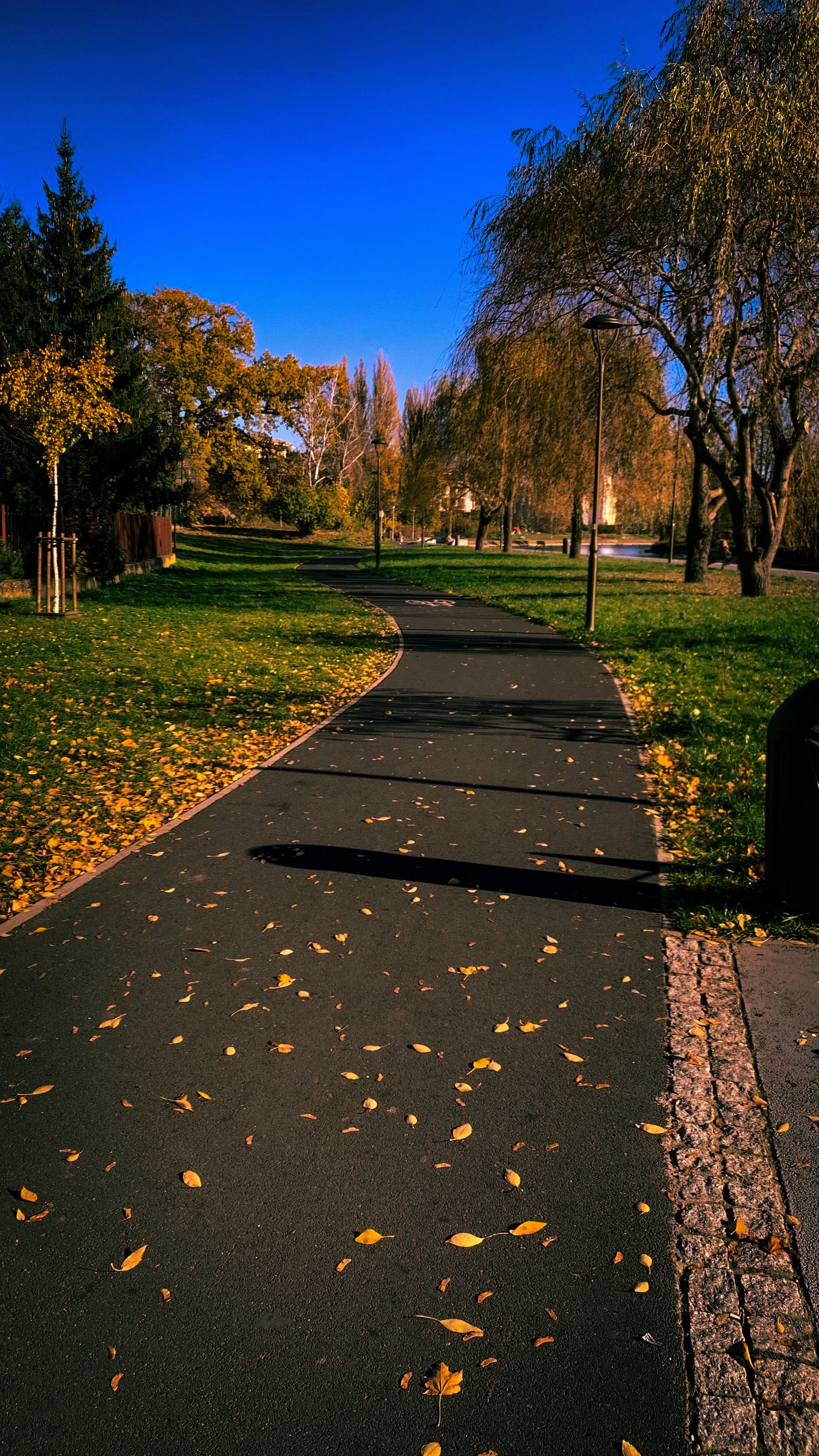 A paved walkway in a park during autumn with fallen yellow leaves scattered across it, lined with trees and street lamps, and a pond in the background under a clear blue sky.