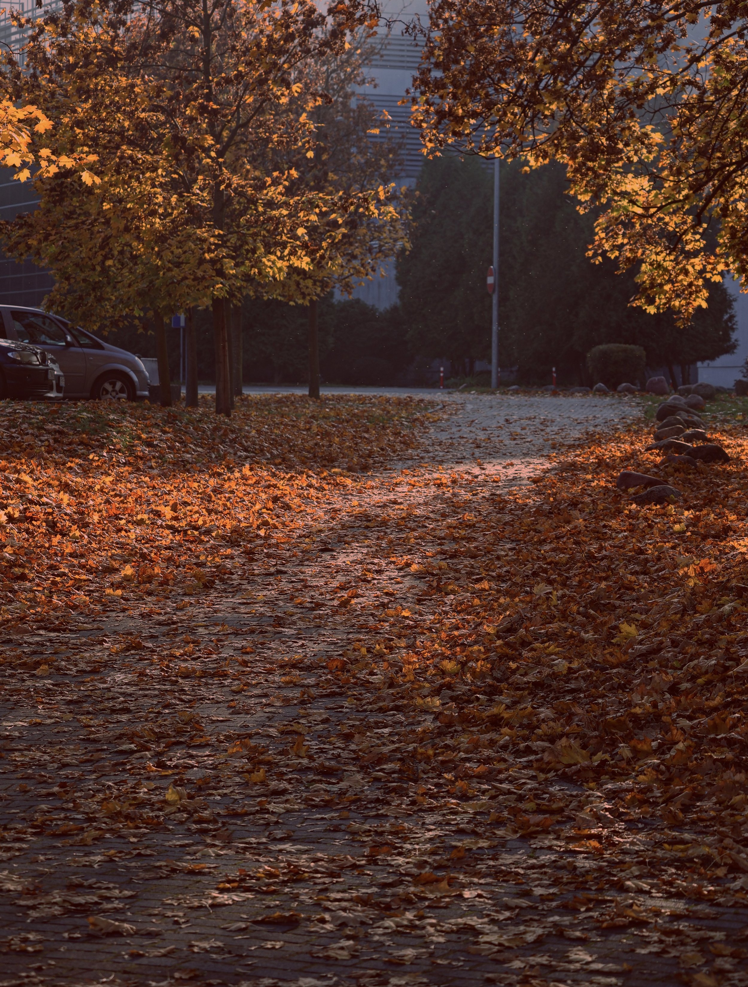 Autumn scene with fallen leaves covering a paved path, trees with orange and yellow leaves, and parked cars along the side, during sunset or sunrise.