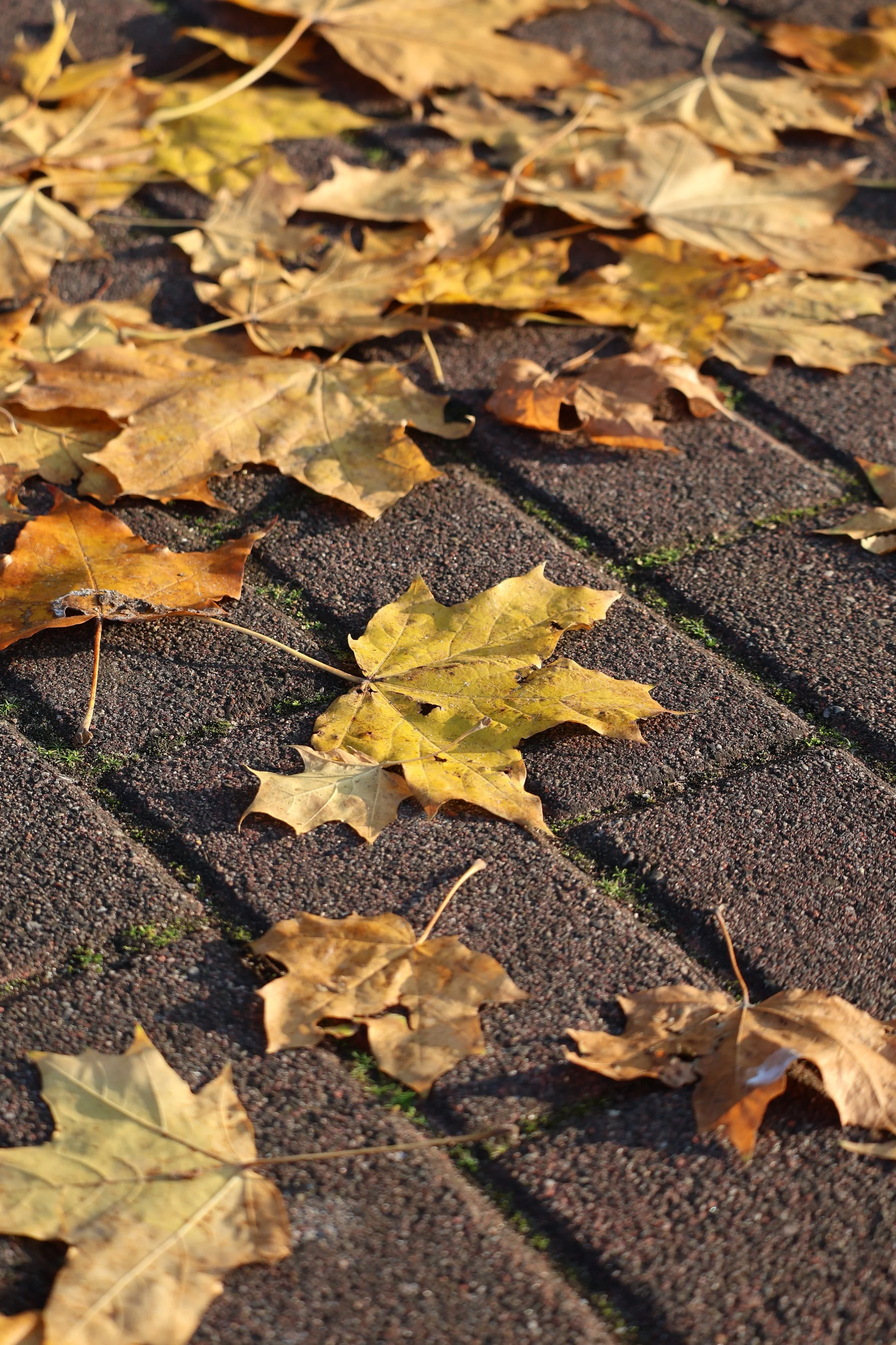 fallen yellow and brown autumn leaves scattered on dark brick pavement with small patches of green moss.