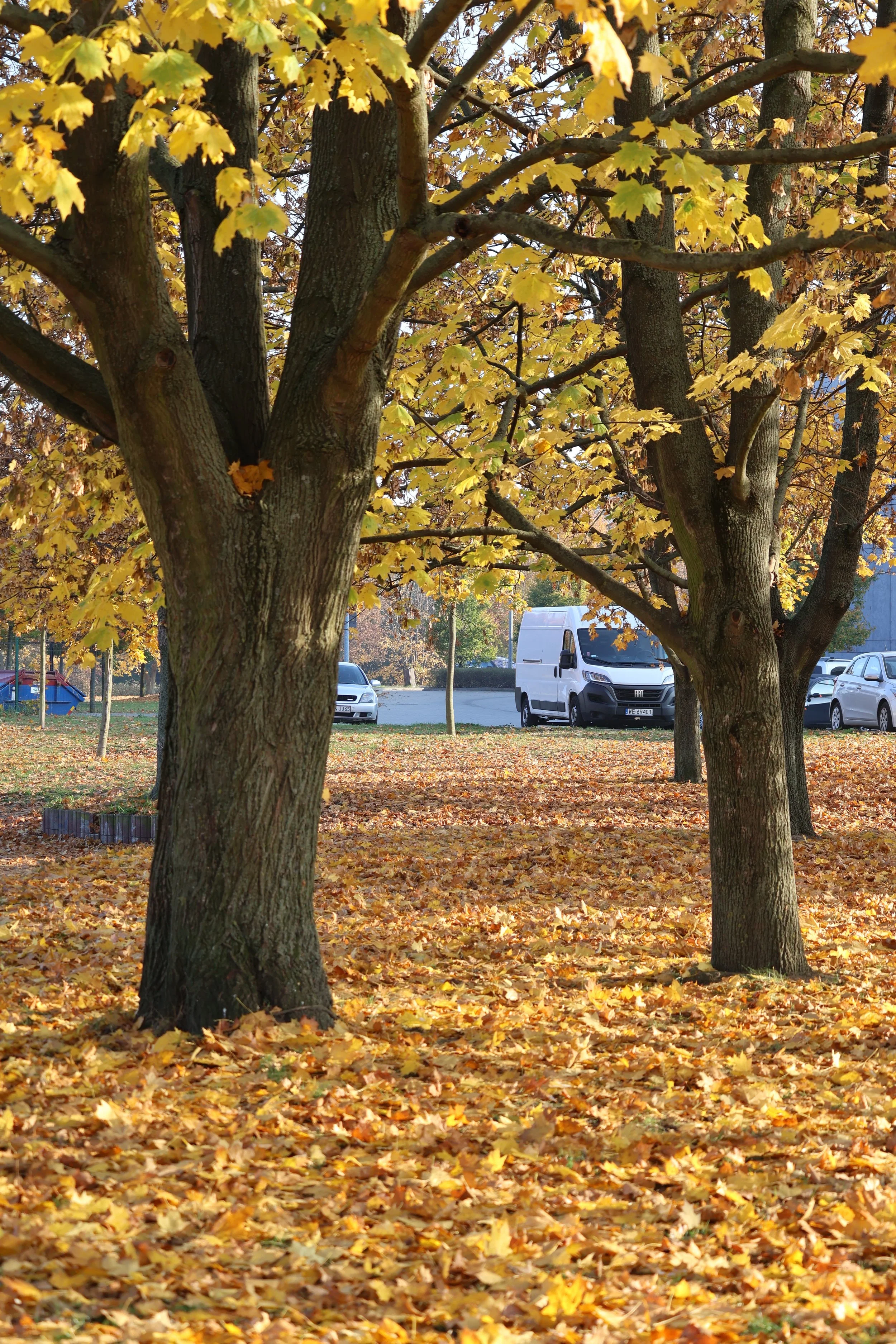A park scene with trees that have yellow and orange autumn leaves, some fallen leaves covering the ground, and a few cars and a van in the background on a sunny day.