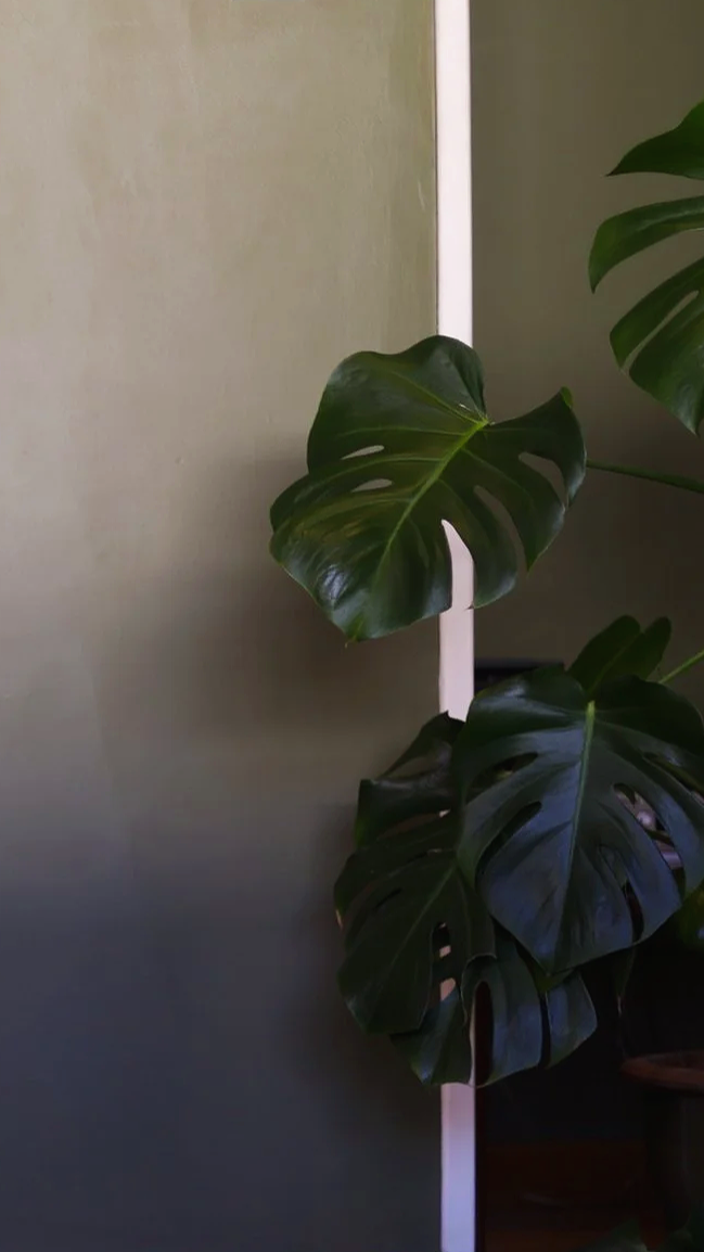 Indoor plant with large green, glossy, split leaves leaning against a beige wall.