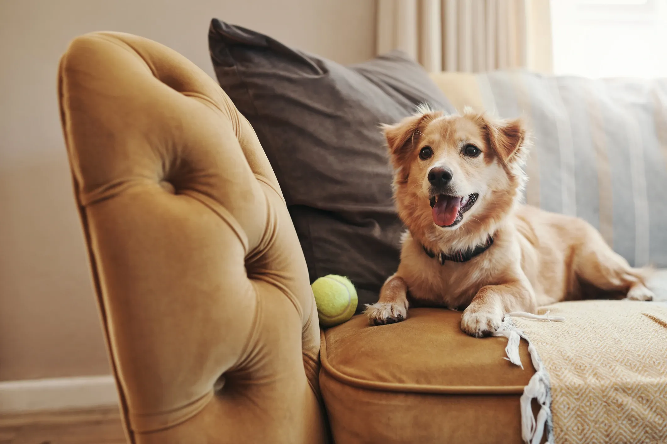 A happy golden retriever dog with a black collar lying on a brown couch near a tennis ball, in a living room with beige walls and cream-colored curtains.
