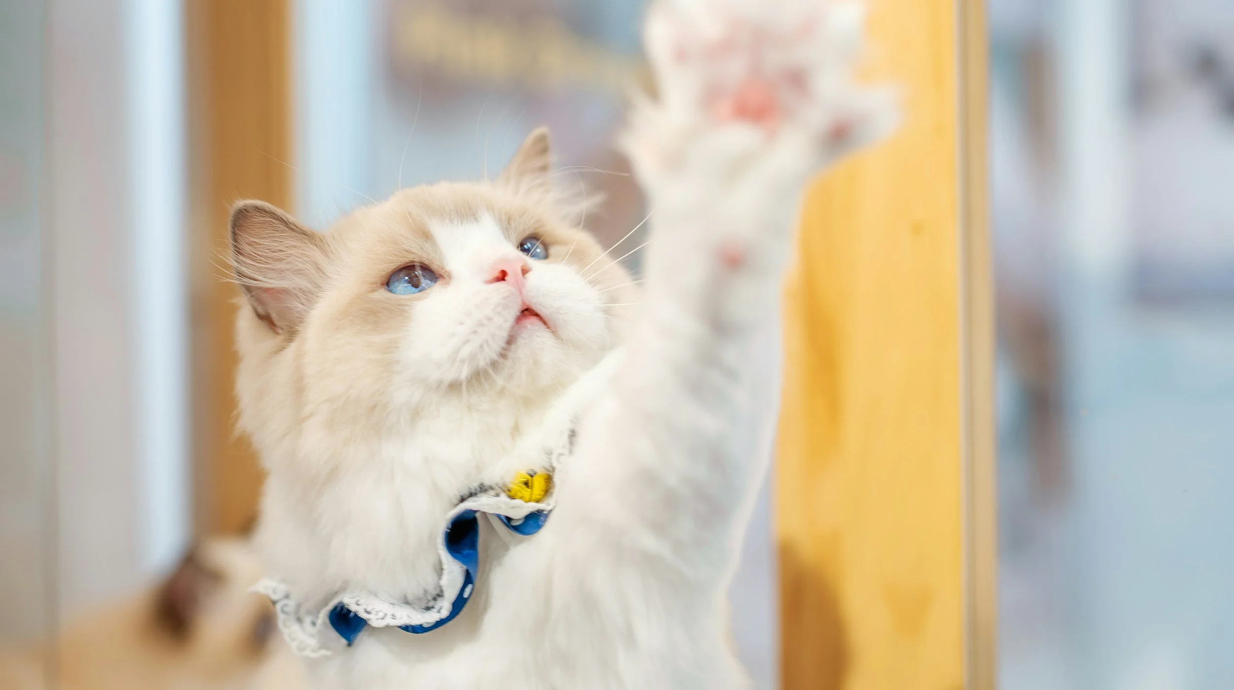A fluffy cream-colored cat with blue eyes and a pink nose reaching out with a paw, wearing a collar with a small yellow charm, in front of a blurred background.