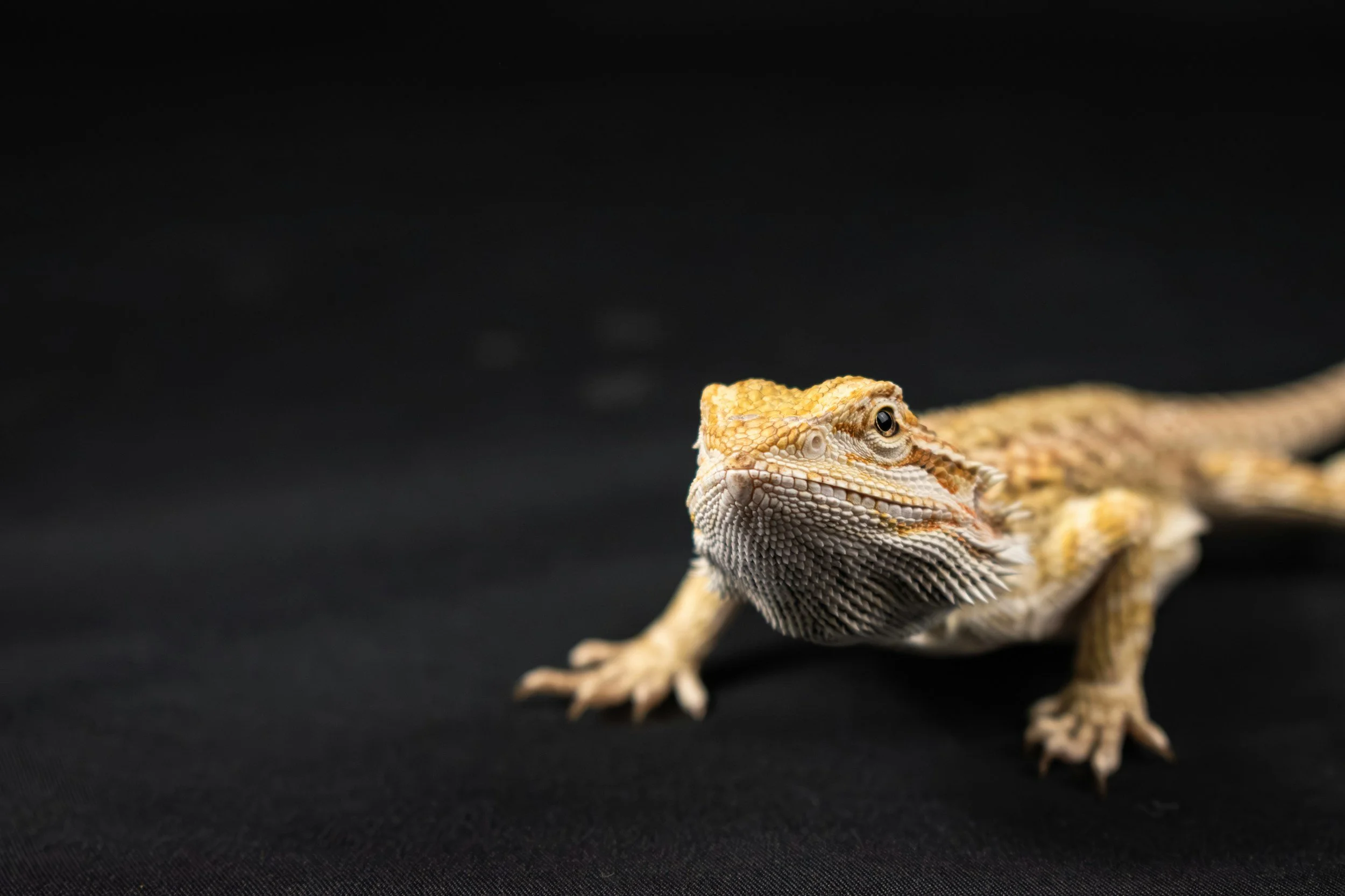 Close-up of a bearded dragon lizard against a black background.