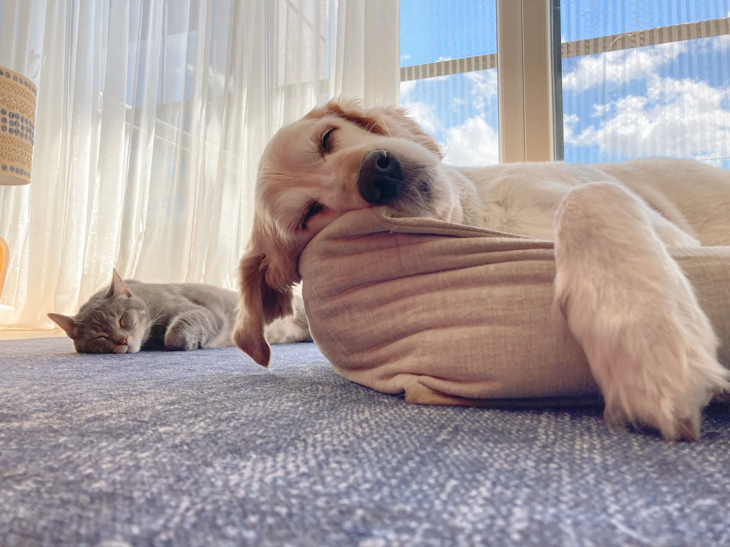 A sleeping dog lying on a cushion near a window with white curtains and a blue sky with clouds outside, with a gray cat asleep on the carpet nearby.