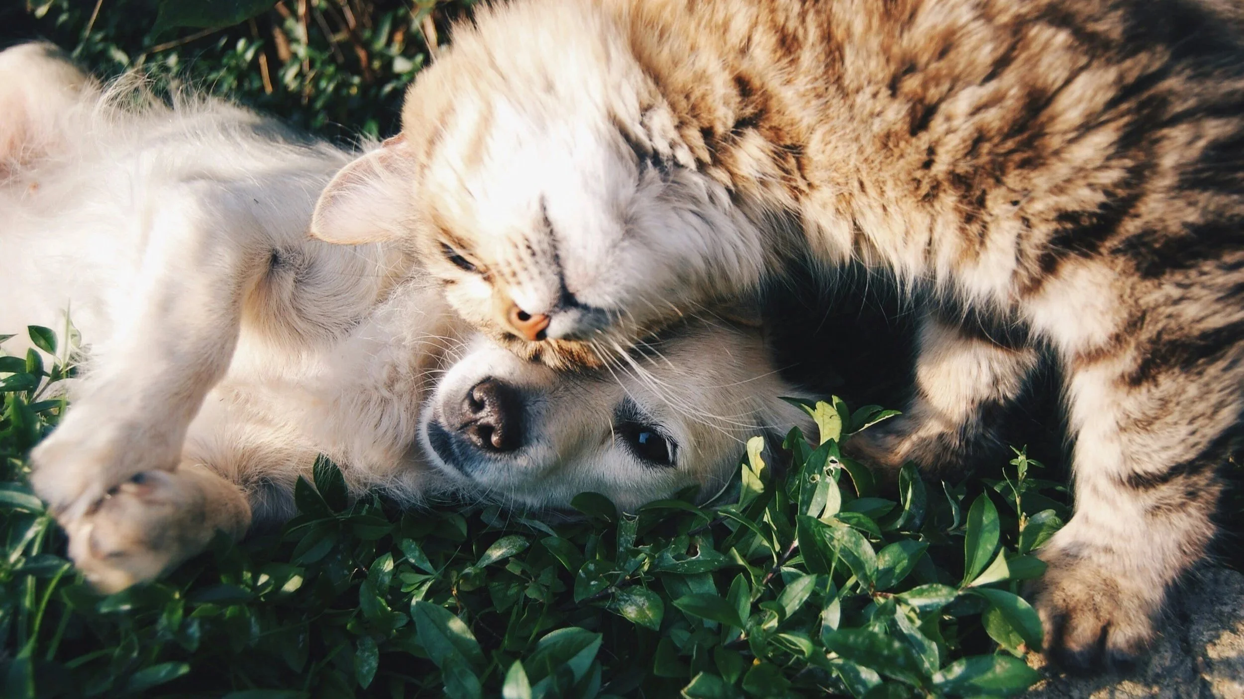 Two dogs, one white and the other brown, are cuddling on green grass outside.