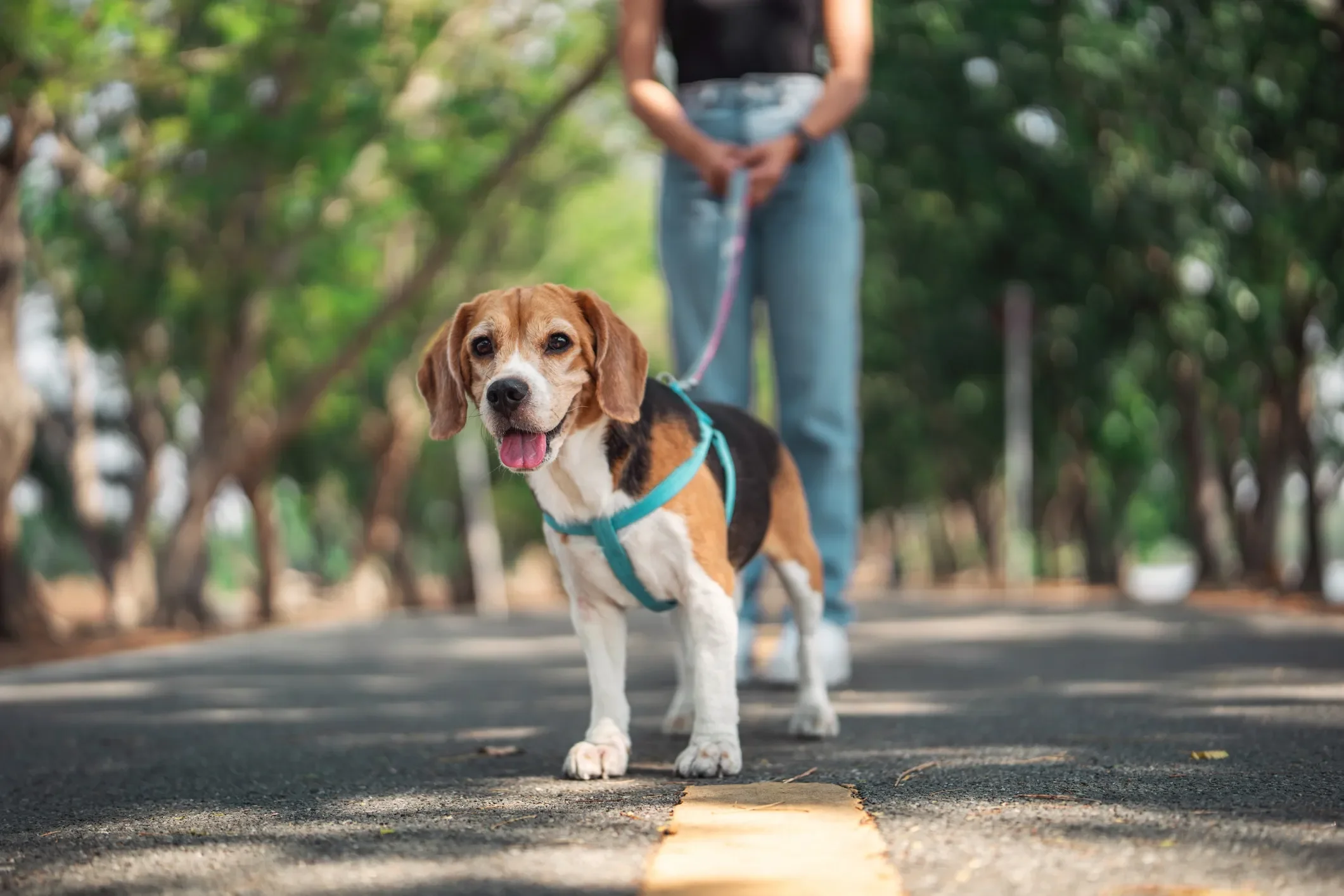 A beagle dog with a blue harness walking on a paved path in a park, tongue out, with trees and a person in the background.