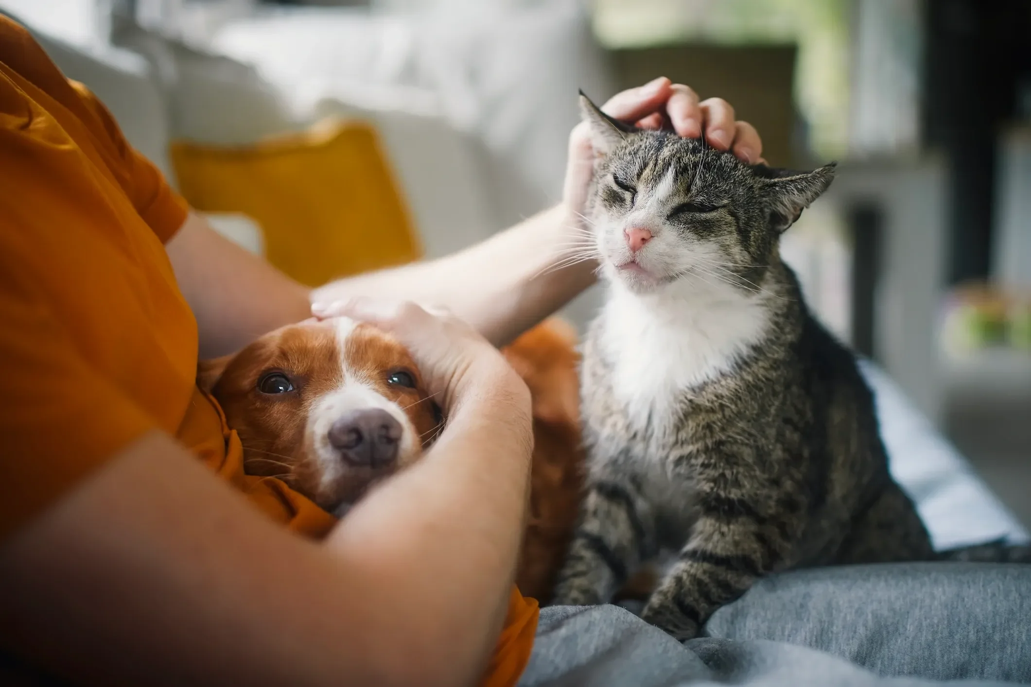 A person in an orange shirt gently petting a gray tabby cat on the head, while an adorable brown and white puppy rests in their arm, looking at the camera. The scene appears to be inside a cozy home.