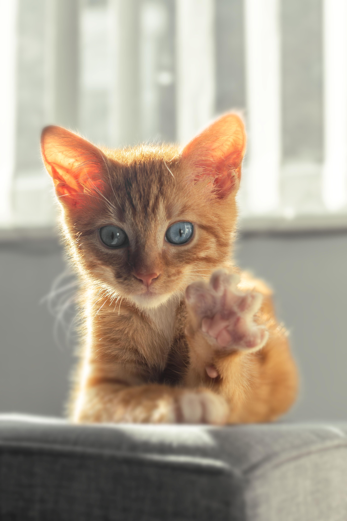 A cute orange tabby kitten with bright blue eyes reaching out a paw towards the camera against a soft, blurred background of white blinds.