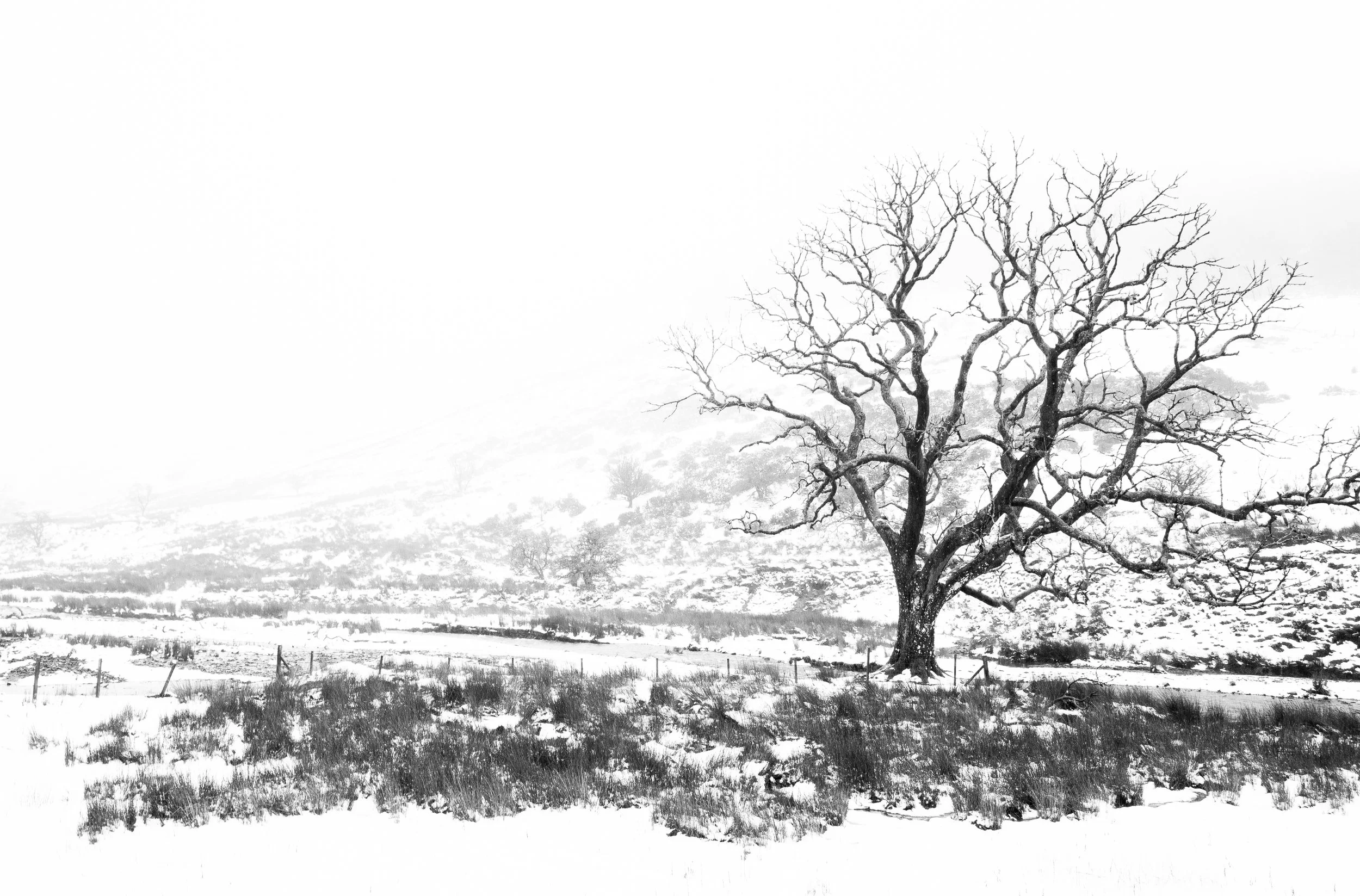 The Bare Tree / Brecon, 2025
