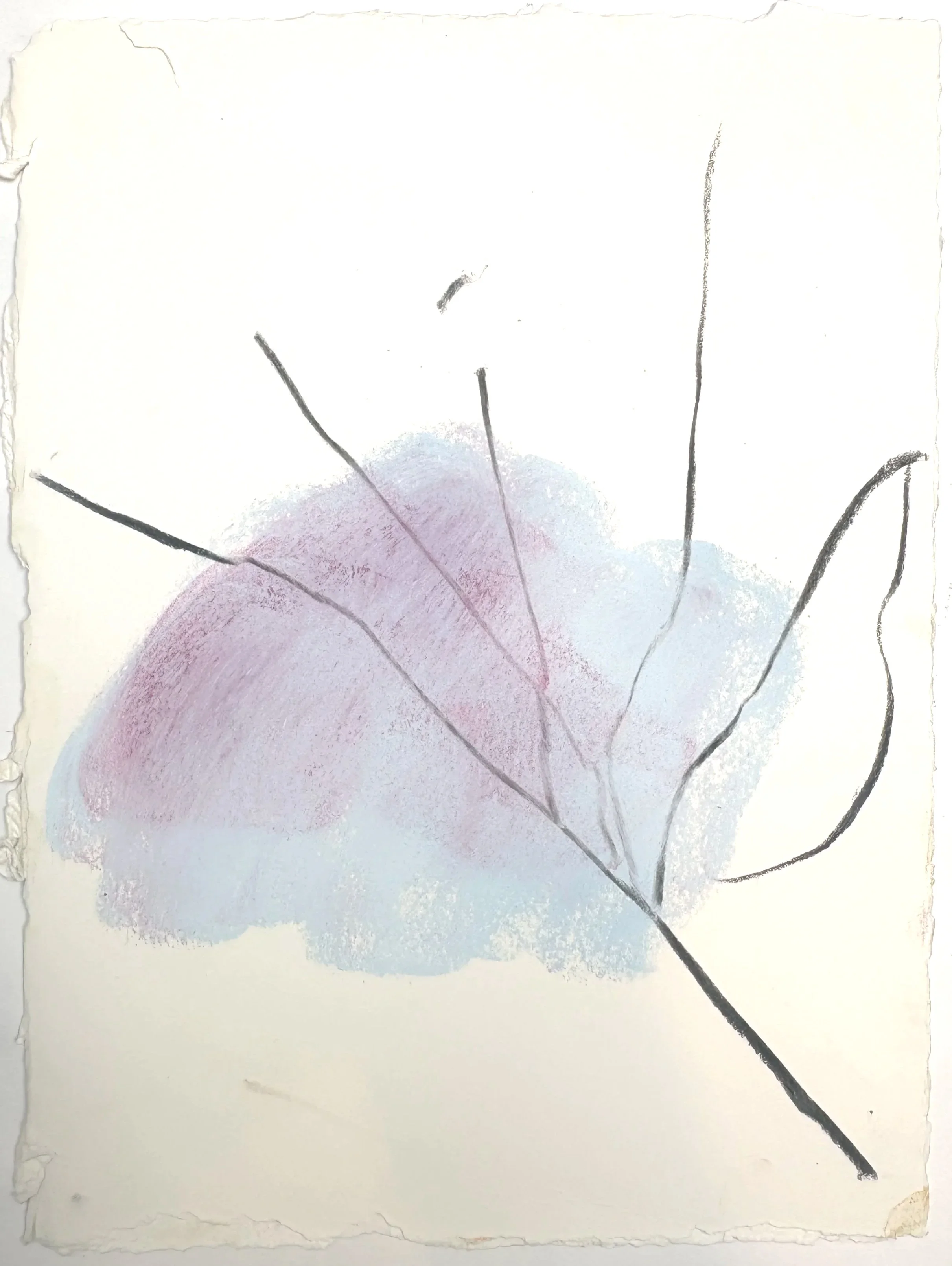 BLUE/PURPLE STUDY, 2026, Charcoal and pastel, 26cm x 19cm