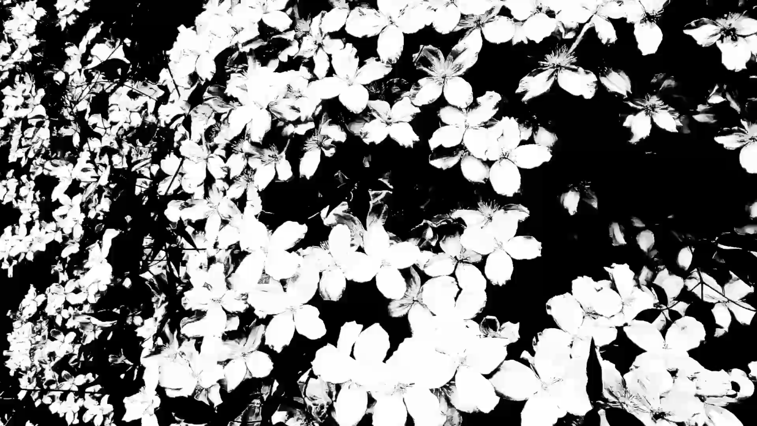 Experimental Short