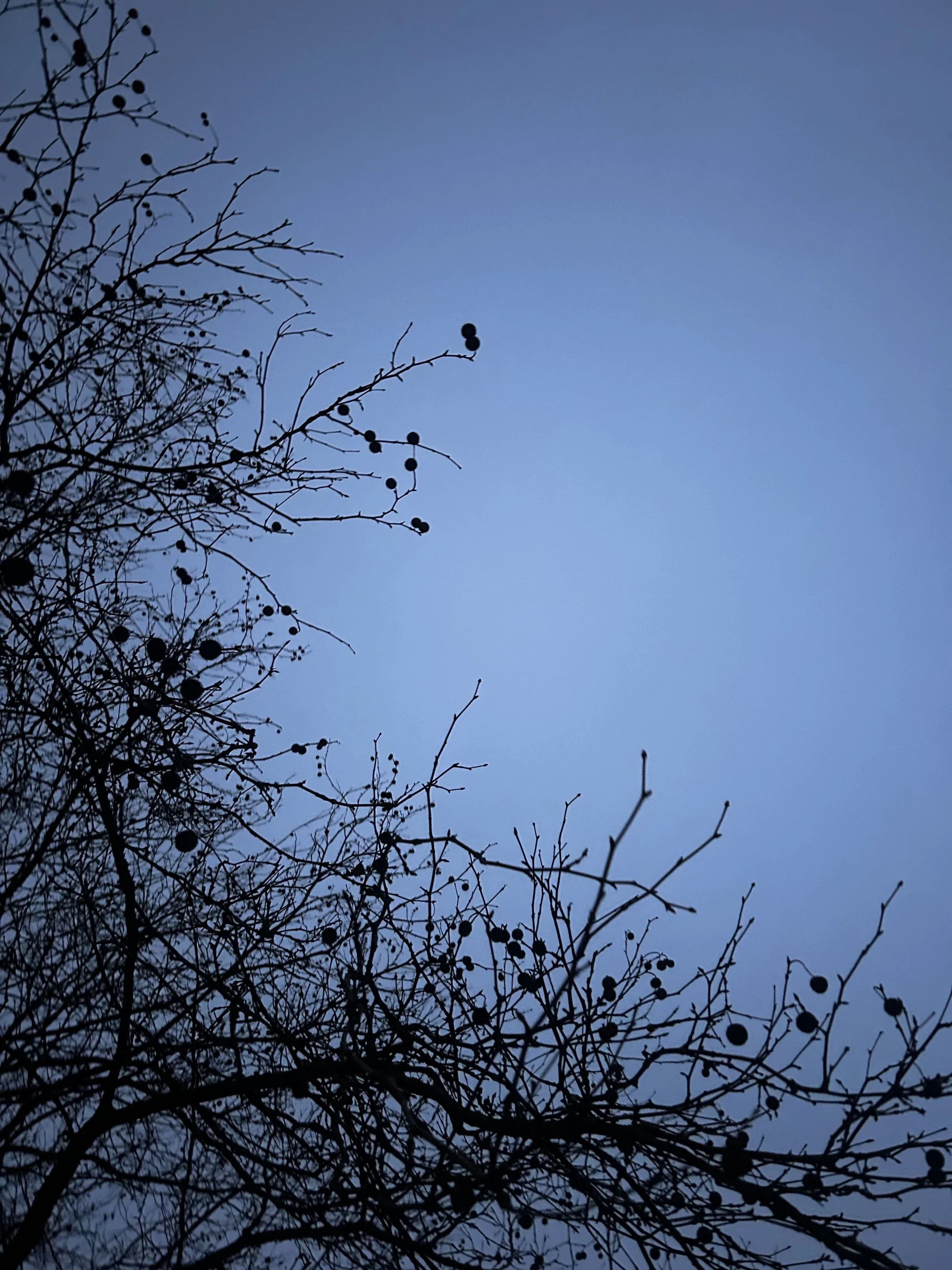 Silhouette of a tree with many small round fruits or berries against a twilight or evening sky.