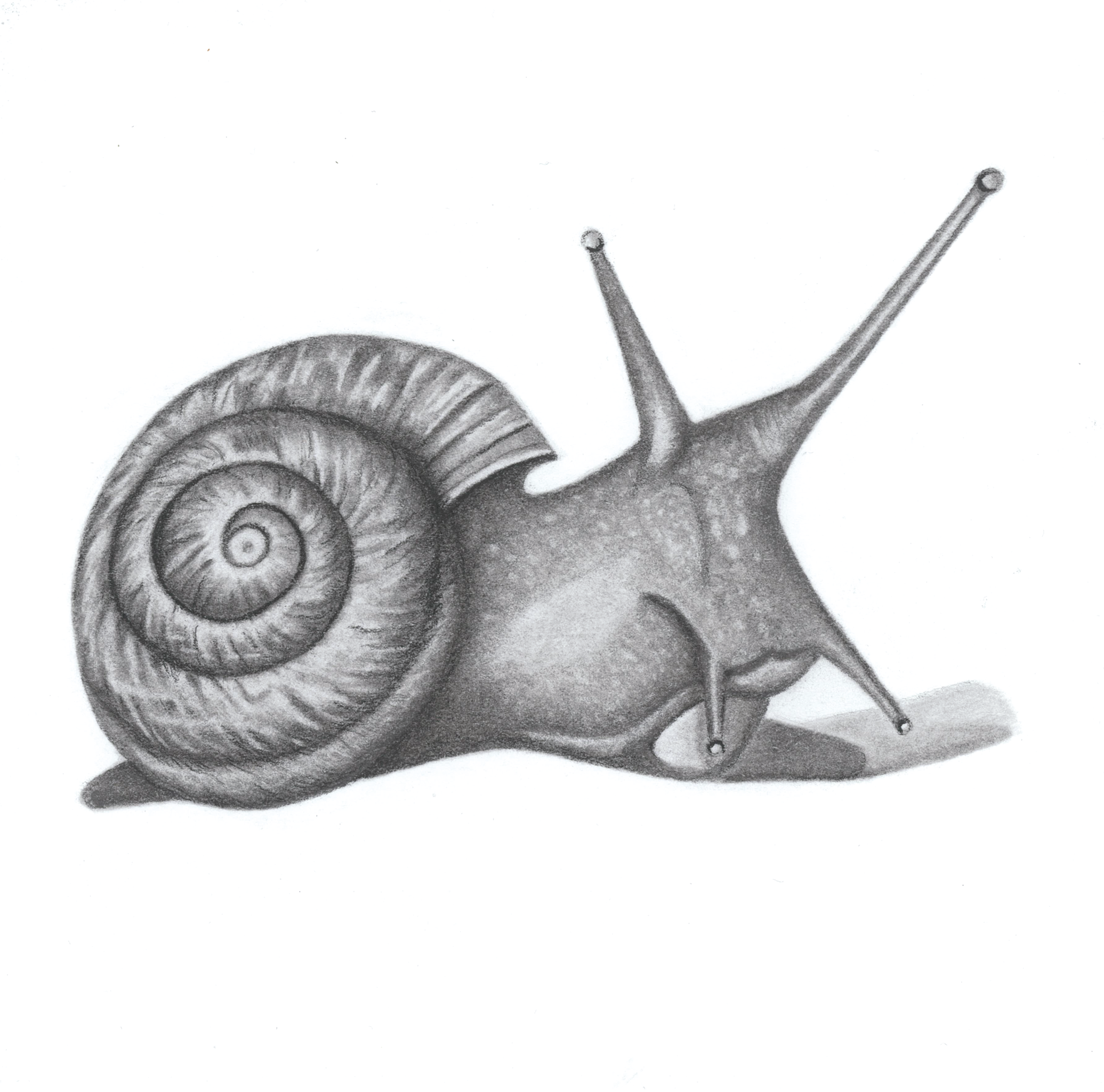 The Snail Charcoal, Graphite 15cm x 15cm €130