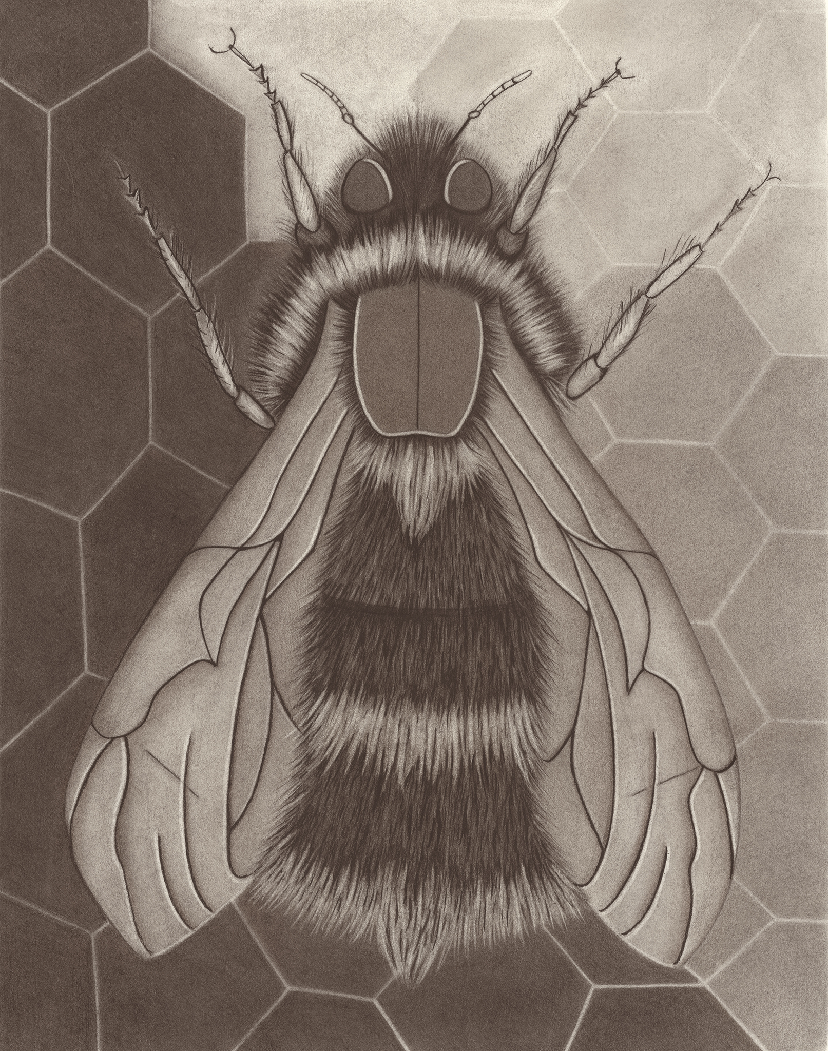 The Big Bee, 2026 Charcoal, Graphite 58.5 x 45.5 cm €545