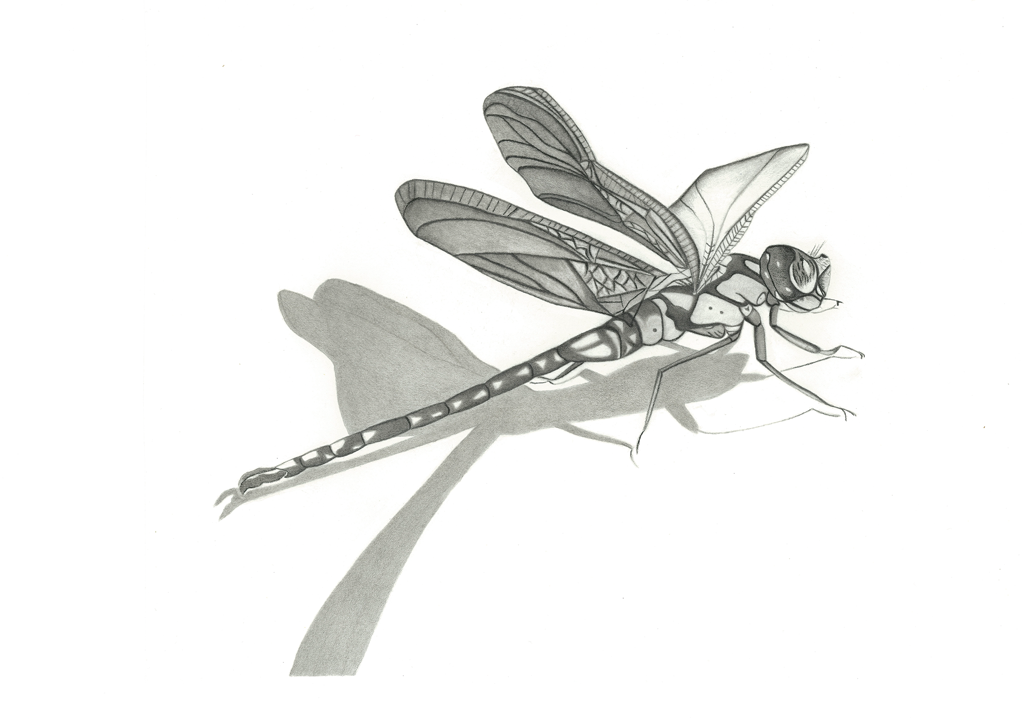 The Dragonfly Charcoal, Graphite 35cm x 28 cm €227