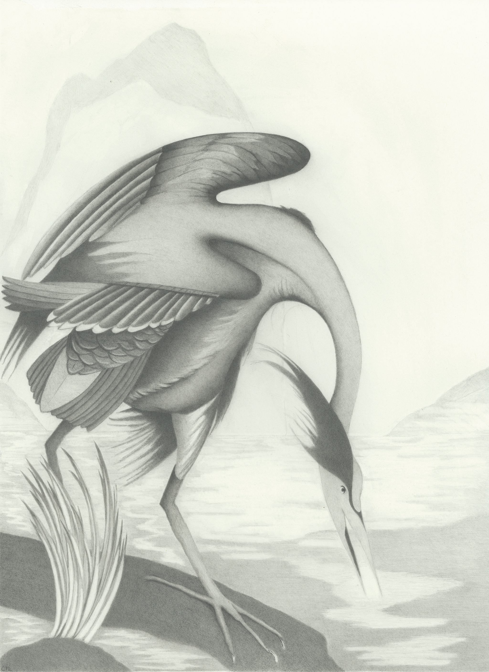 The Heron 2025        
Graphite 
30.5cm x 40.5cm 

Available 585€ 
