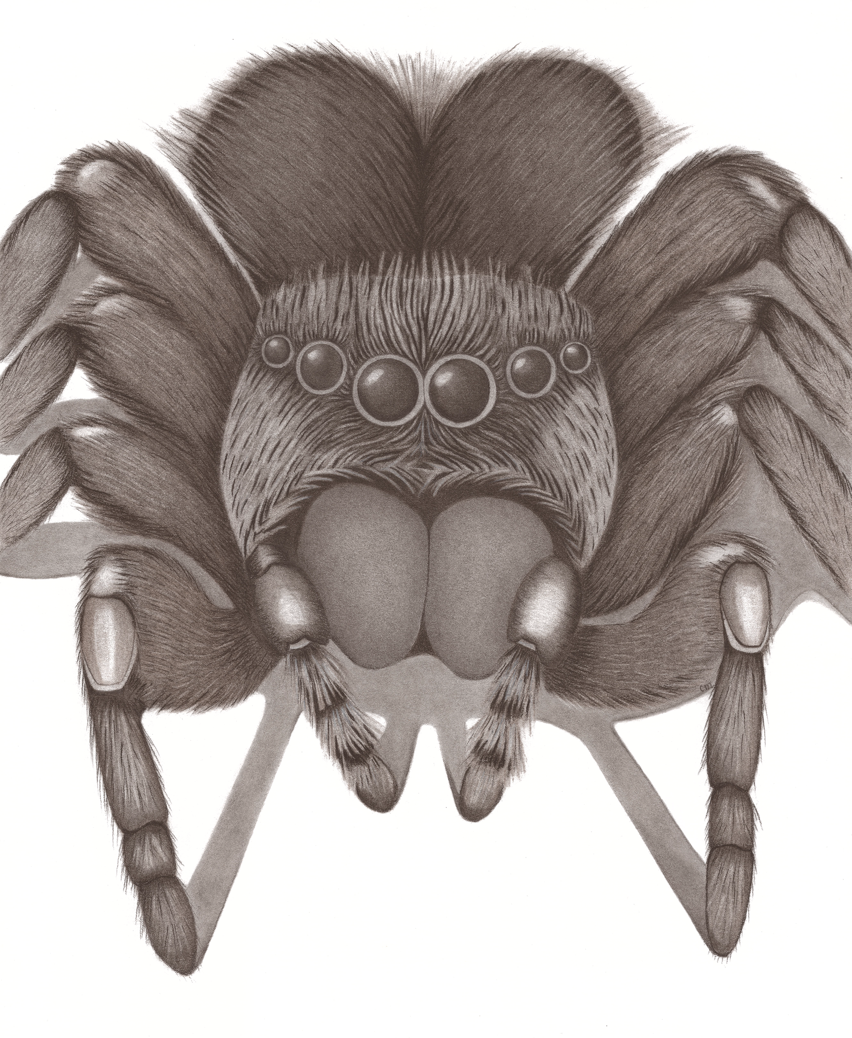 The Big Spider Charcoal, Graphite 43.5cm x 35.5 cm €485