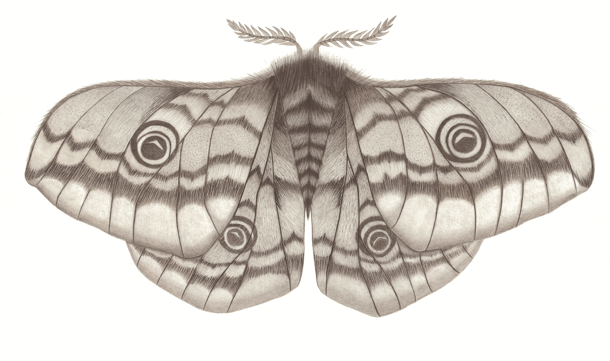 The Moth Charcoal, Graphite 48cm x 60cm Available €575