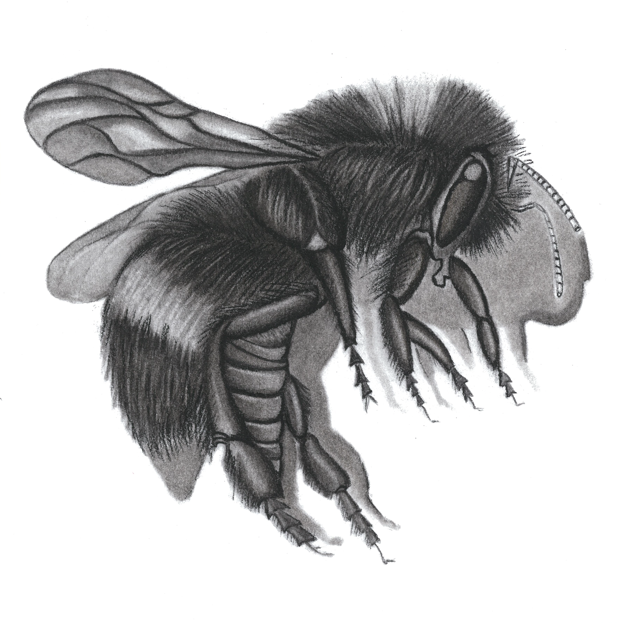 The Little Bee Charcoal,Graphite 15cm x 15cm €130