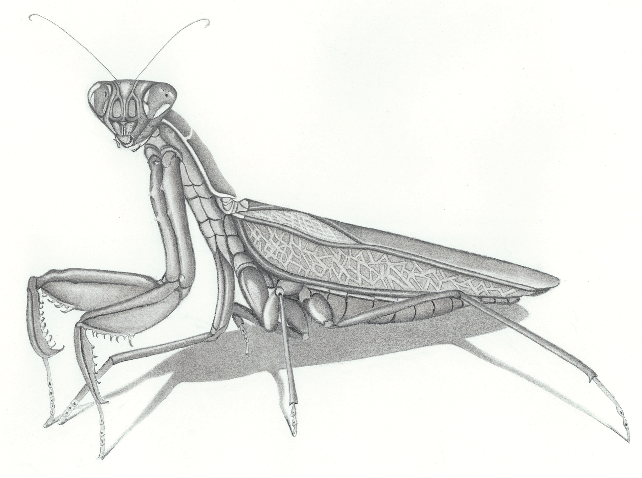 The Preying Mantis Charcoal, Graphite 35cm x 28 cm €227