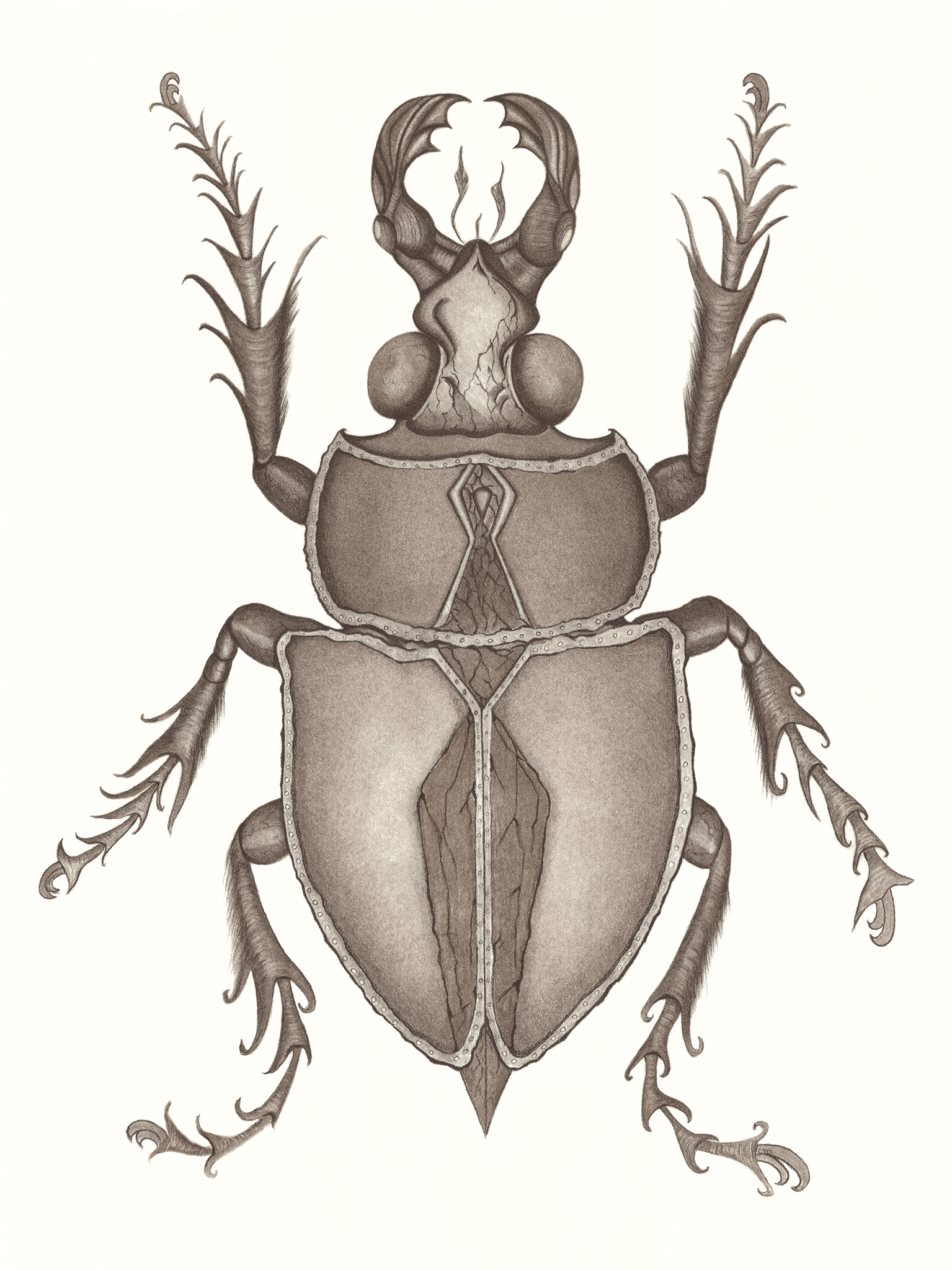 The Scarab, 2026 Charcoal, Graphite 46cm x 61 cm  €565