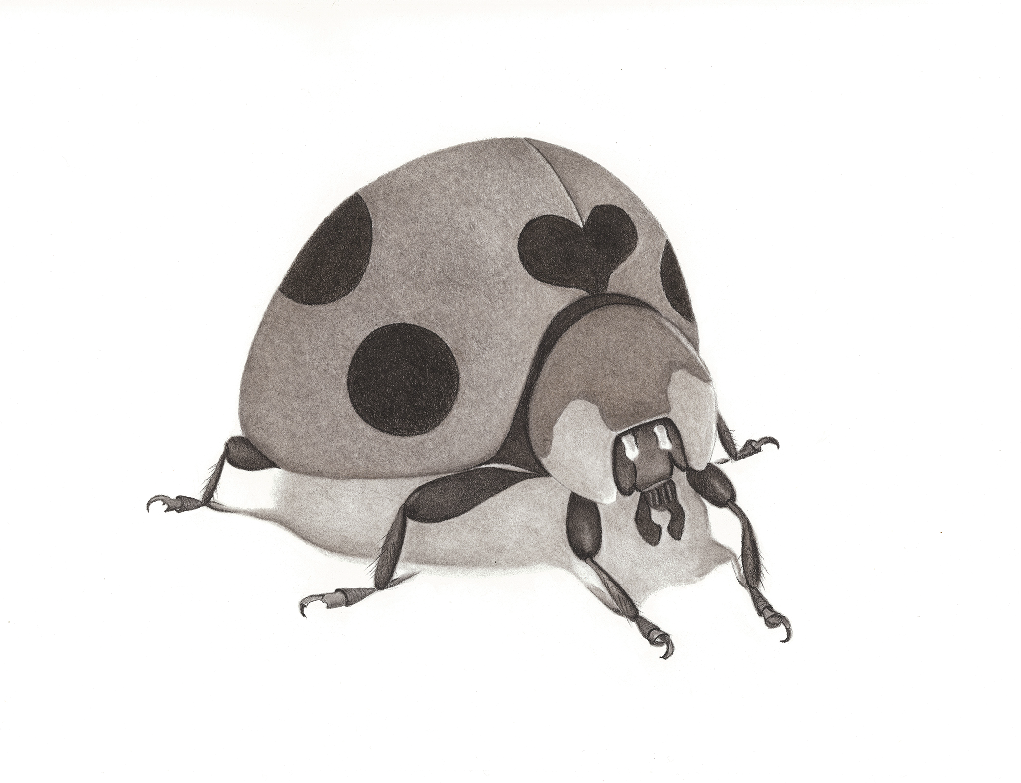 The Lady Bug Charcoal, Graphite 35cm x 28 cm €227