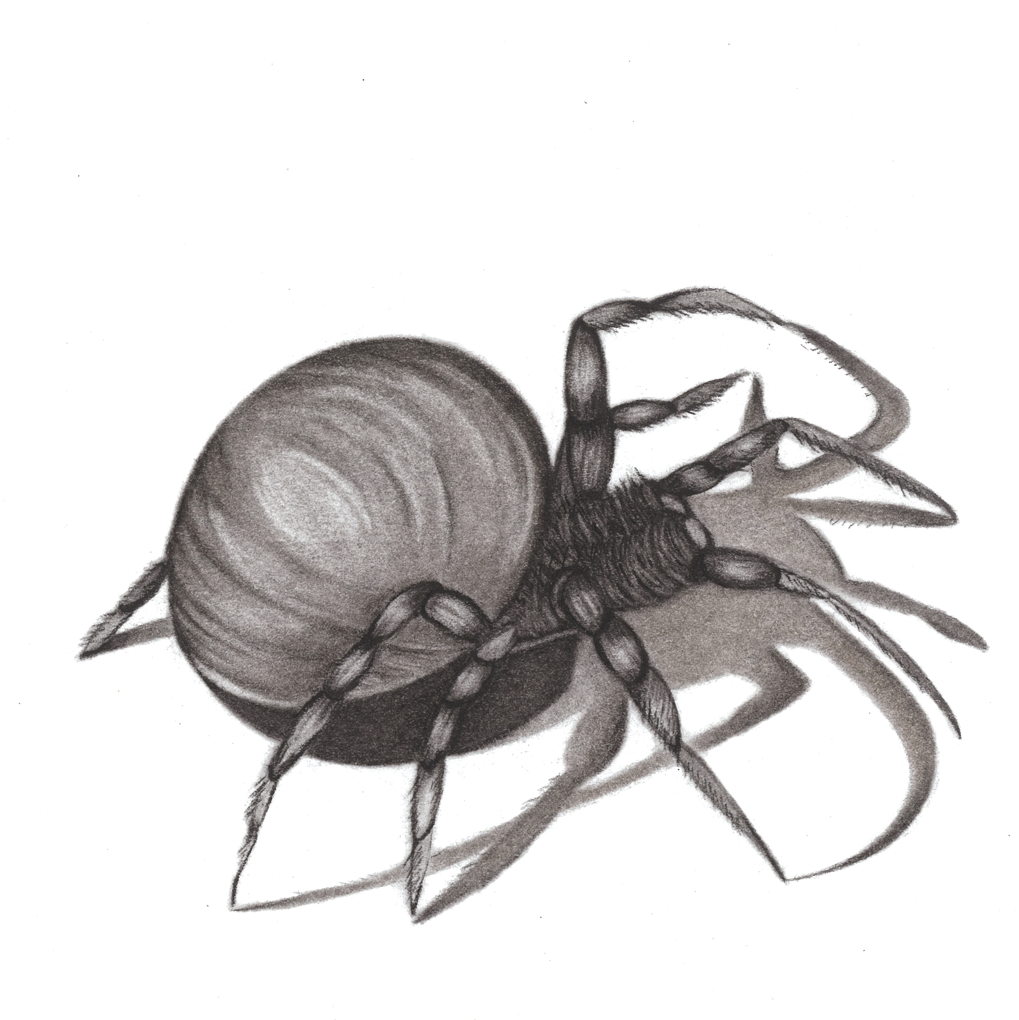 The Little Spider Charcoal, Graphite 15cm x 15cm €130