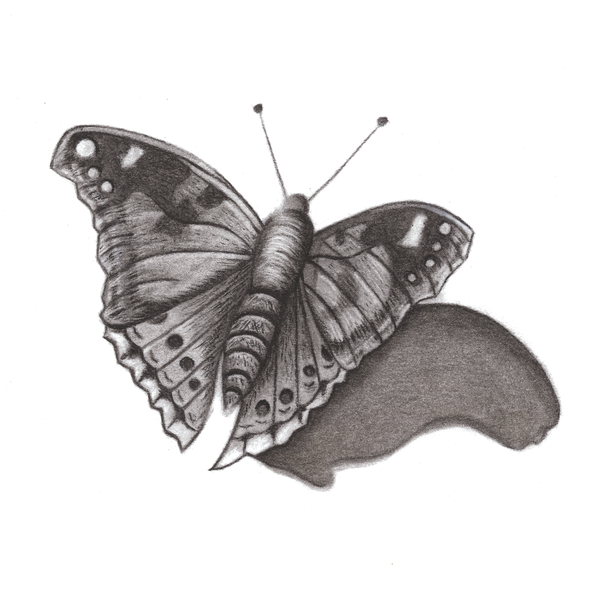The Butterfly Charcoal, Graphite 15cm x 15cm €130